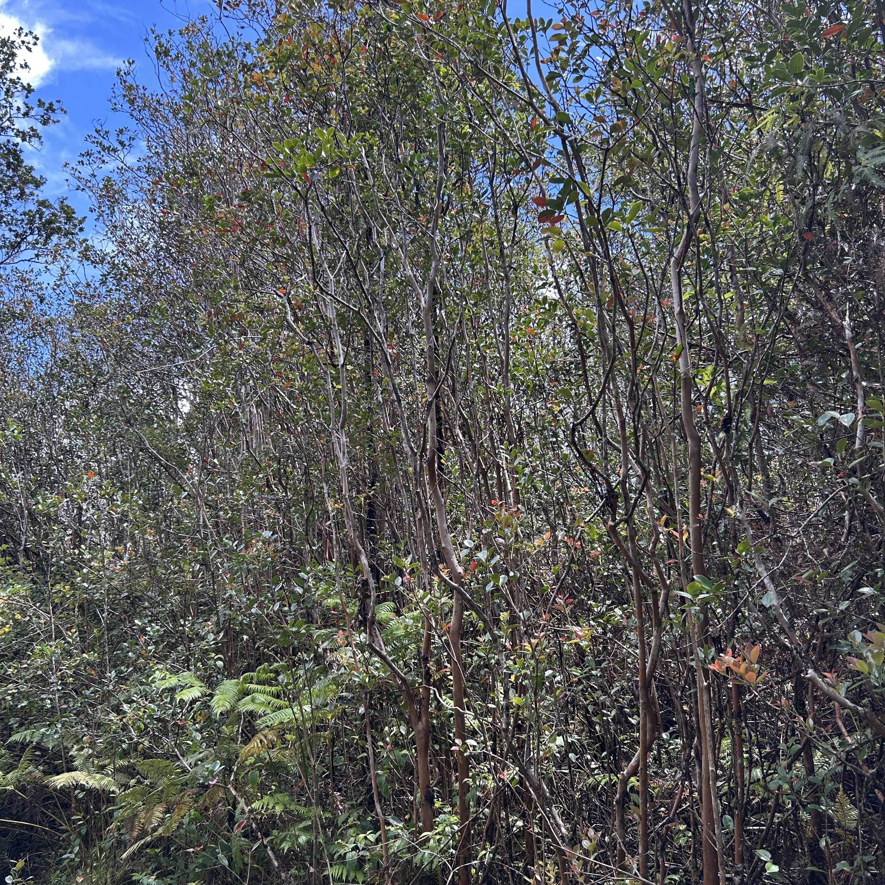 ROAD 4, Mountain View, HI 96771