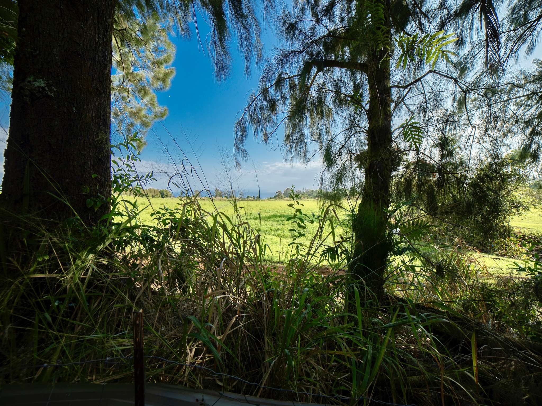 29-509 CHIN CHUCK RD, Hakalau, HI 96710