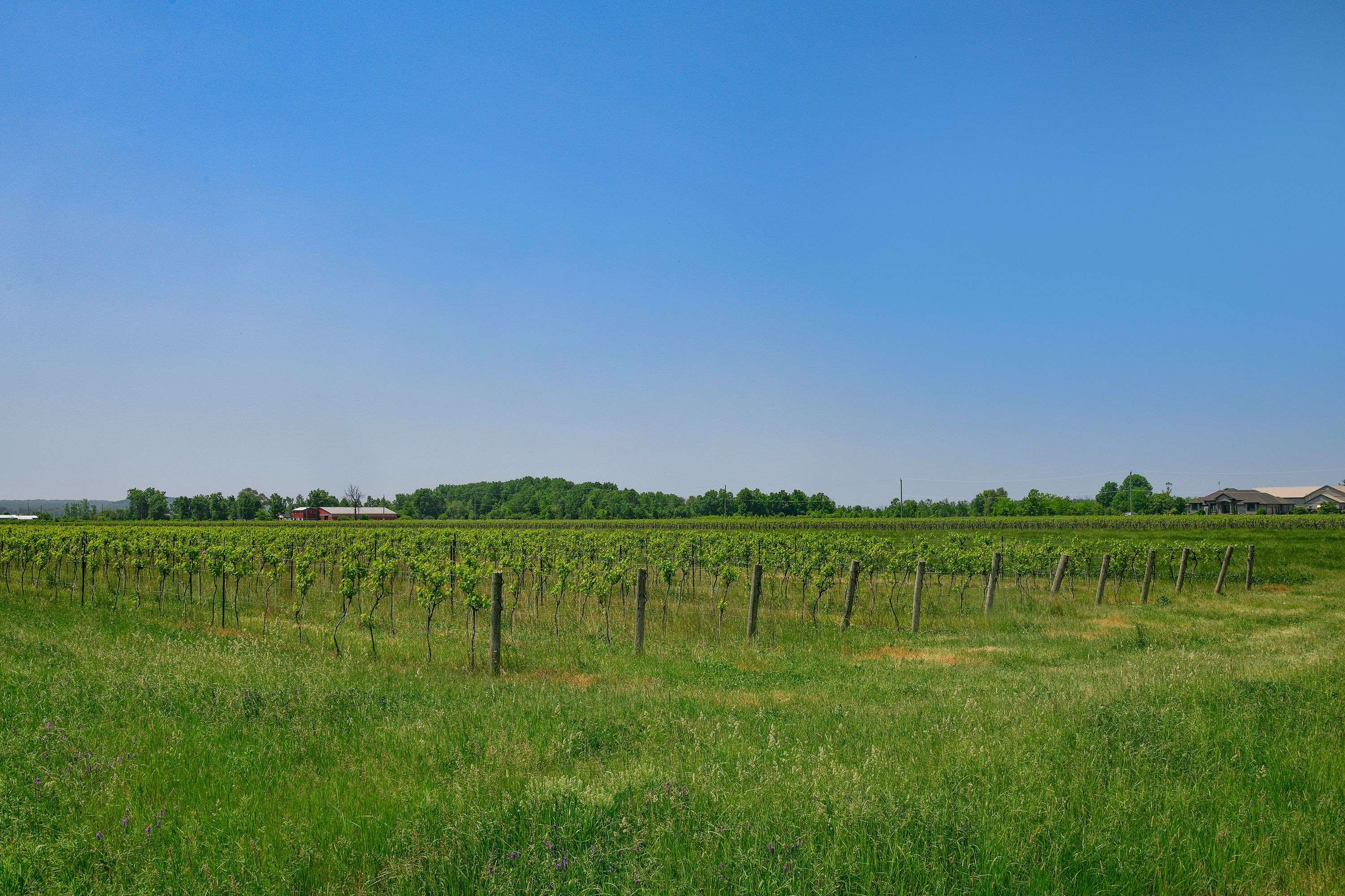 497 Line 5 RD S, Niagara-on-the-lake, ON L0S 1T0