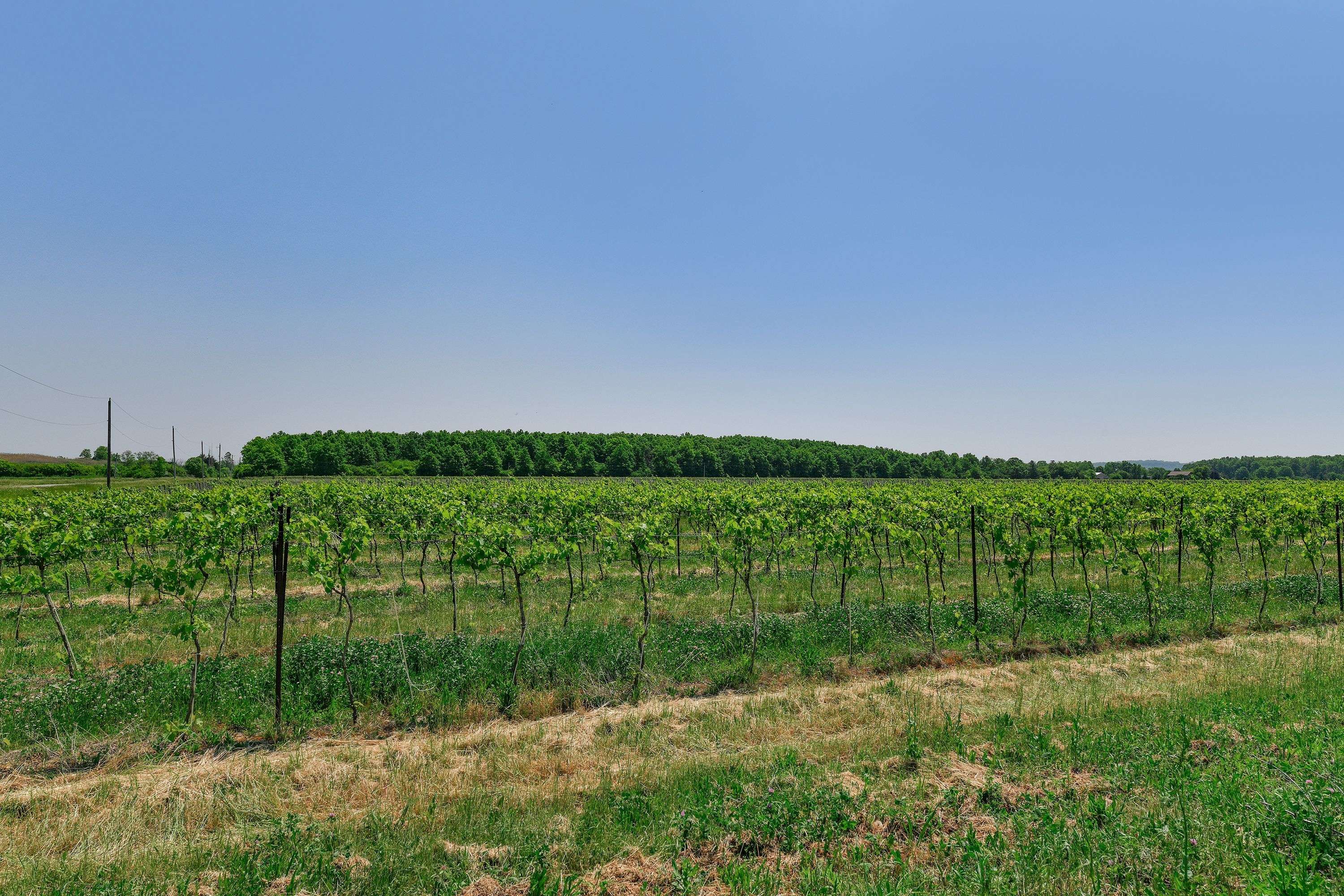 497 Line 5 RD S, Niagara-on-the-lake, ON L0S 1T0