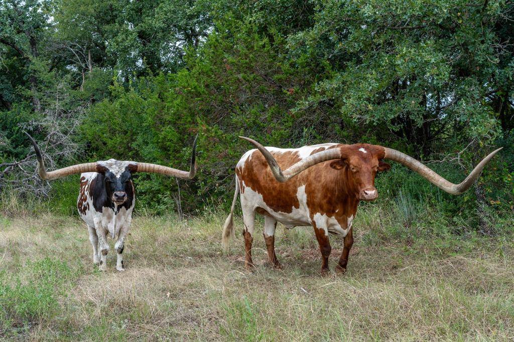 2707 County Road 247, Hico, TX 76457