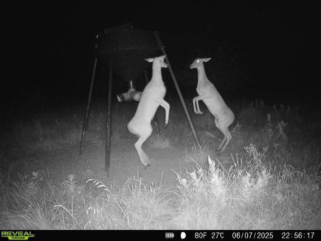 999-1 CR3805, Bailey, TX 75413