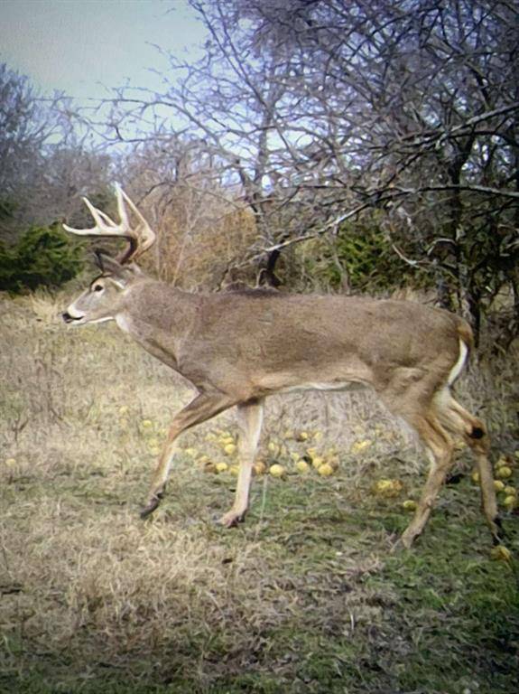 999 CR3805, Bailey, TX 75413