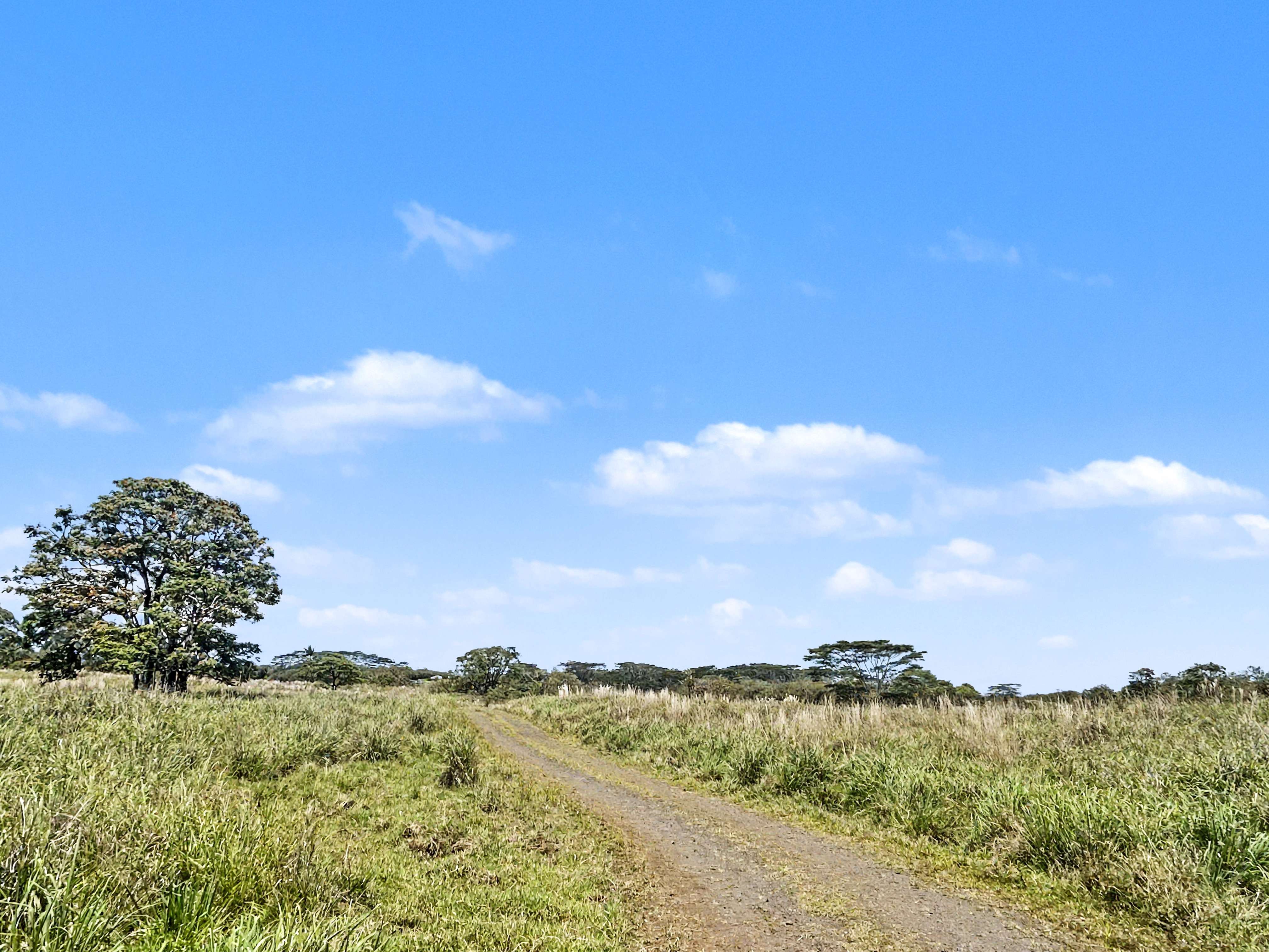 17-4800 SOUTH ROAD, Kurtistown, HI 96760