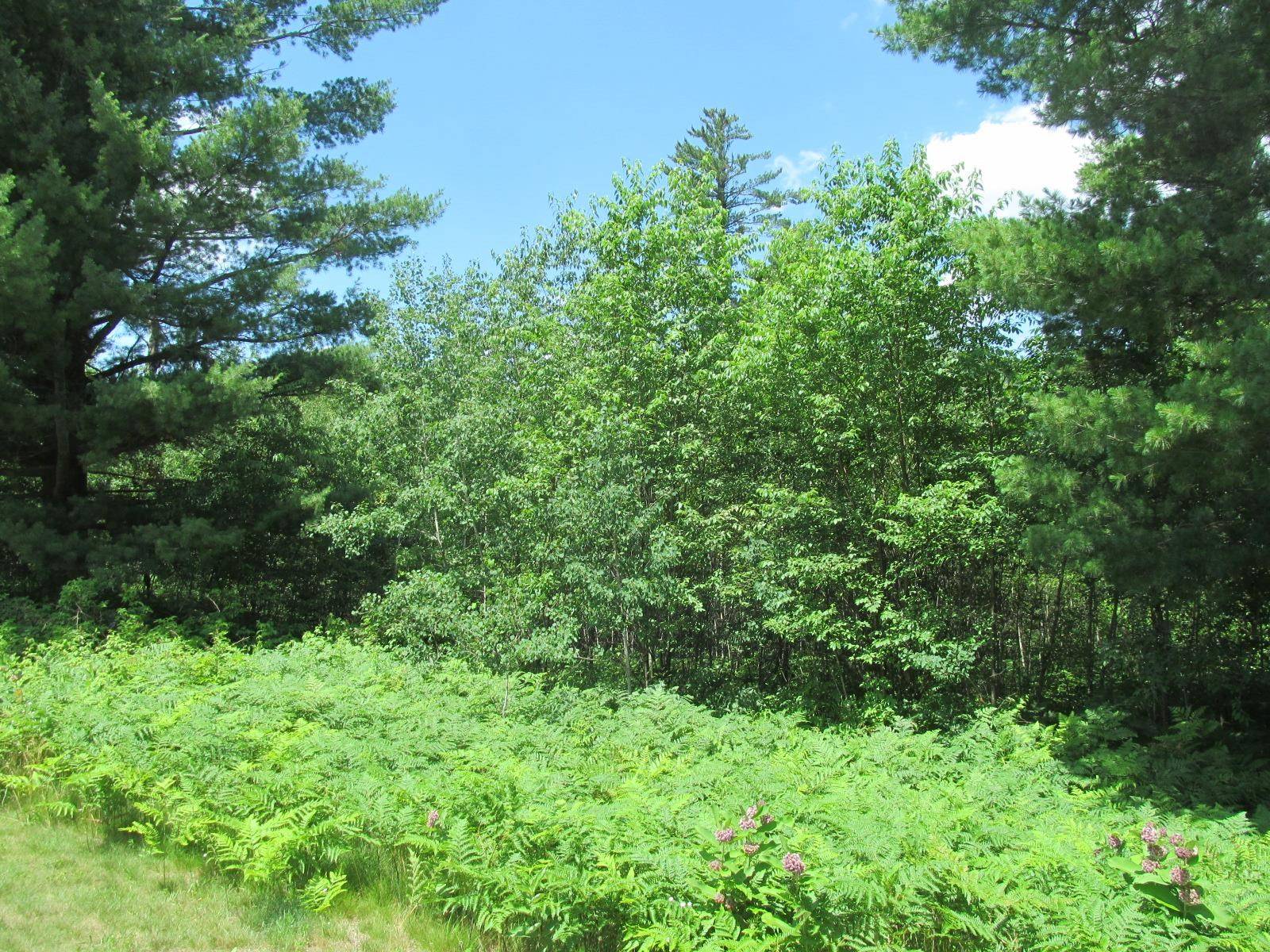 Lot 63 White Pine DR, Cherry Grove Twp, MI 49601