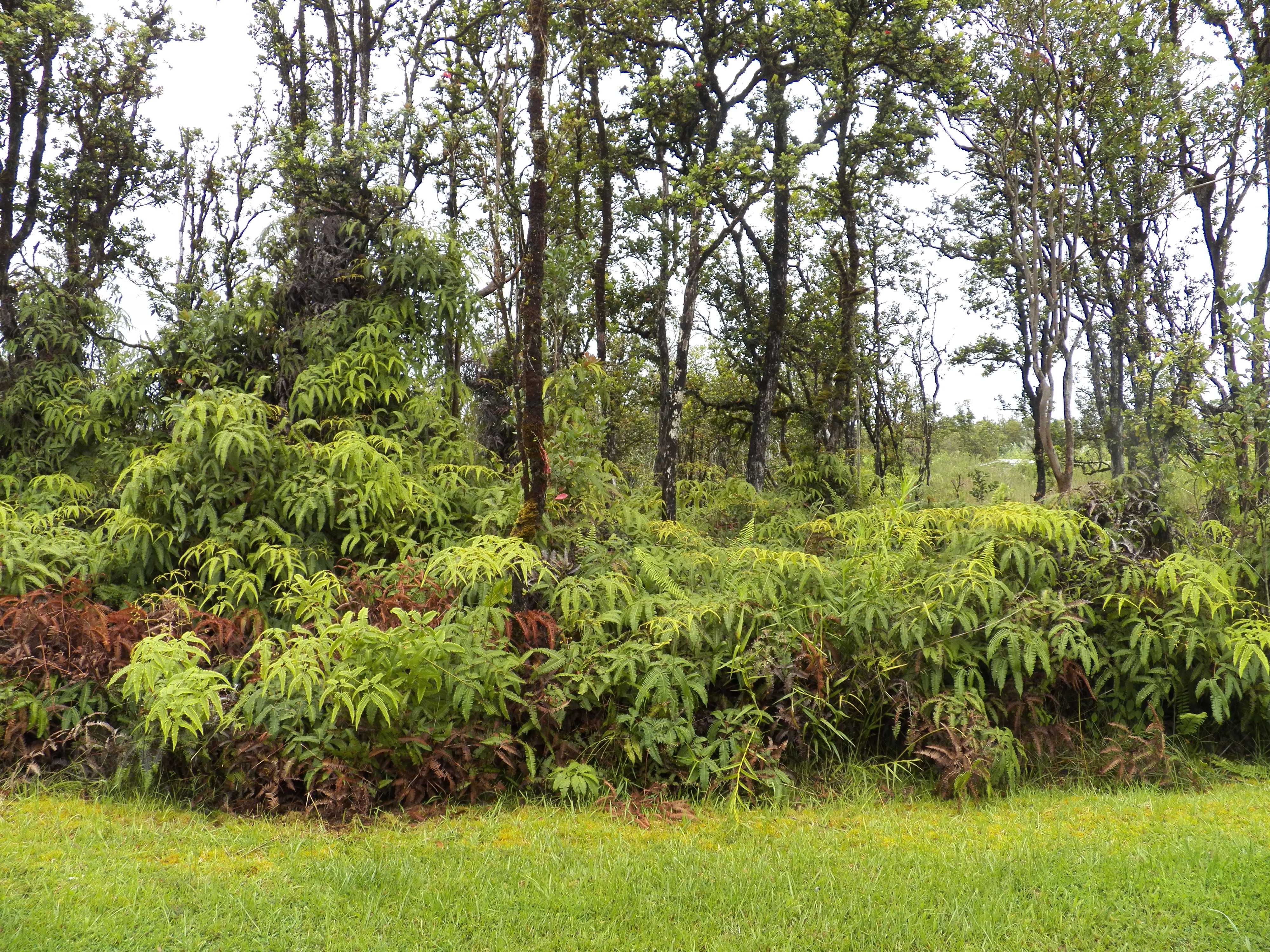 MAILE ST, Mountain View, HI 96771