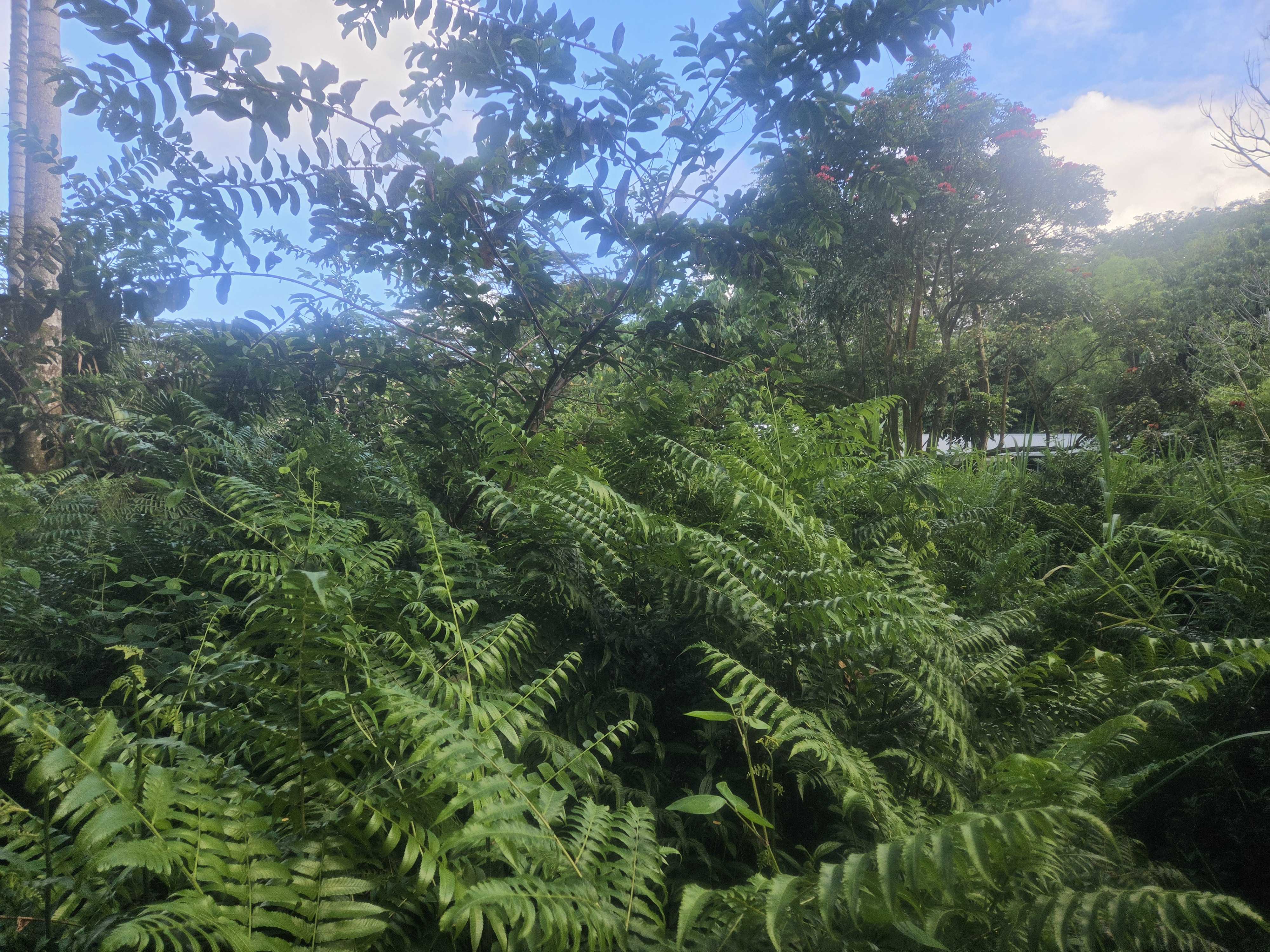 KEKAUONOHE ST, Pahoa, HI 96778