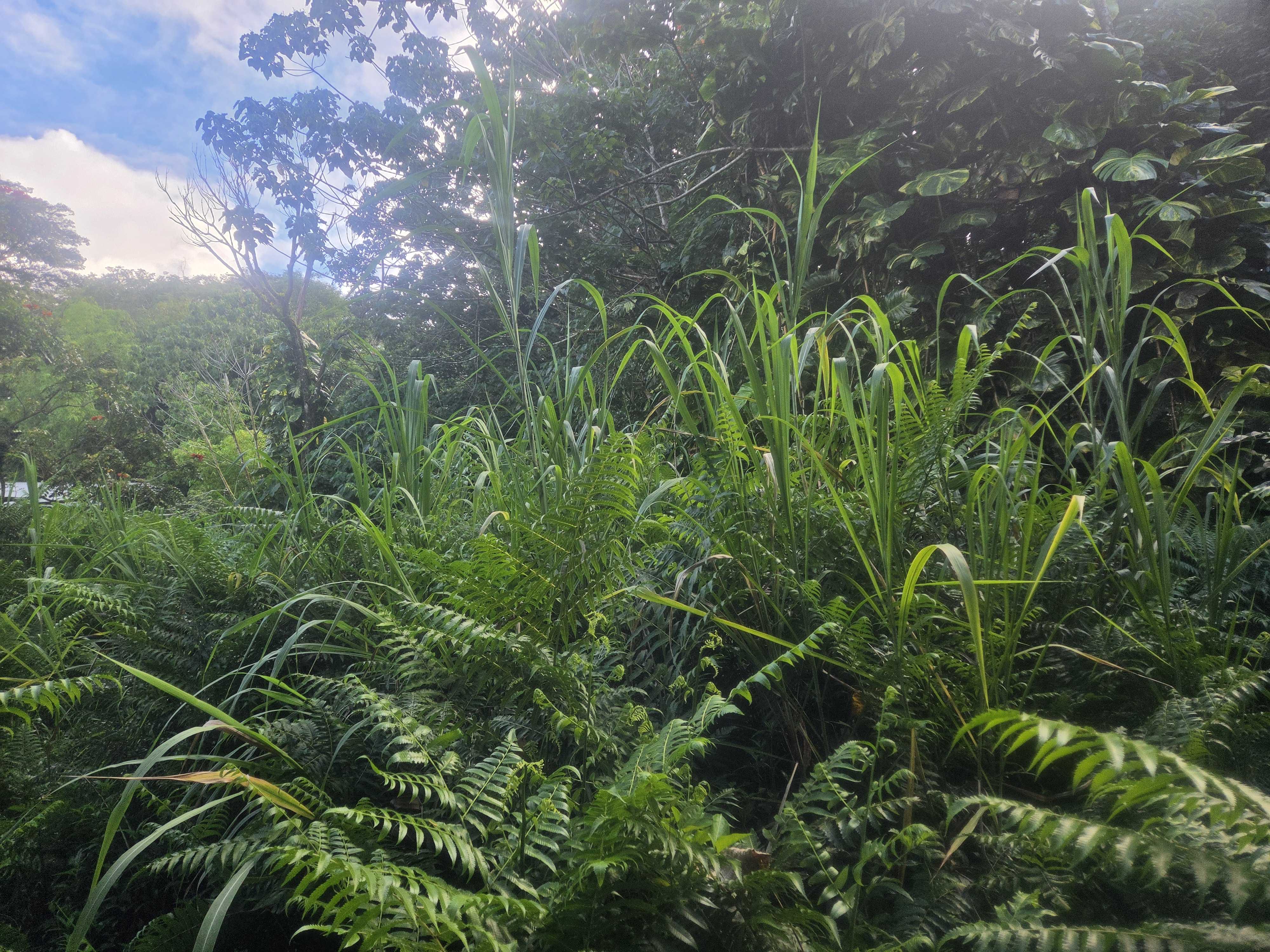 KEKAUONOHE ST, Pahoa, HI 96778