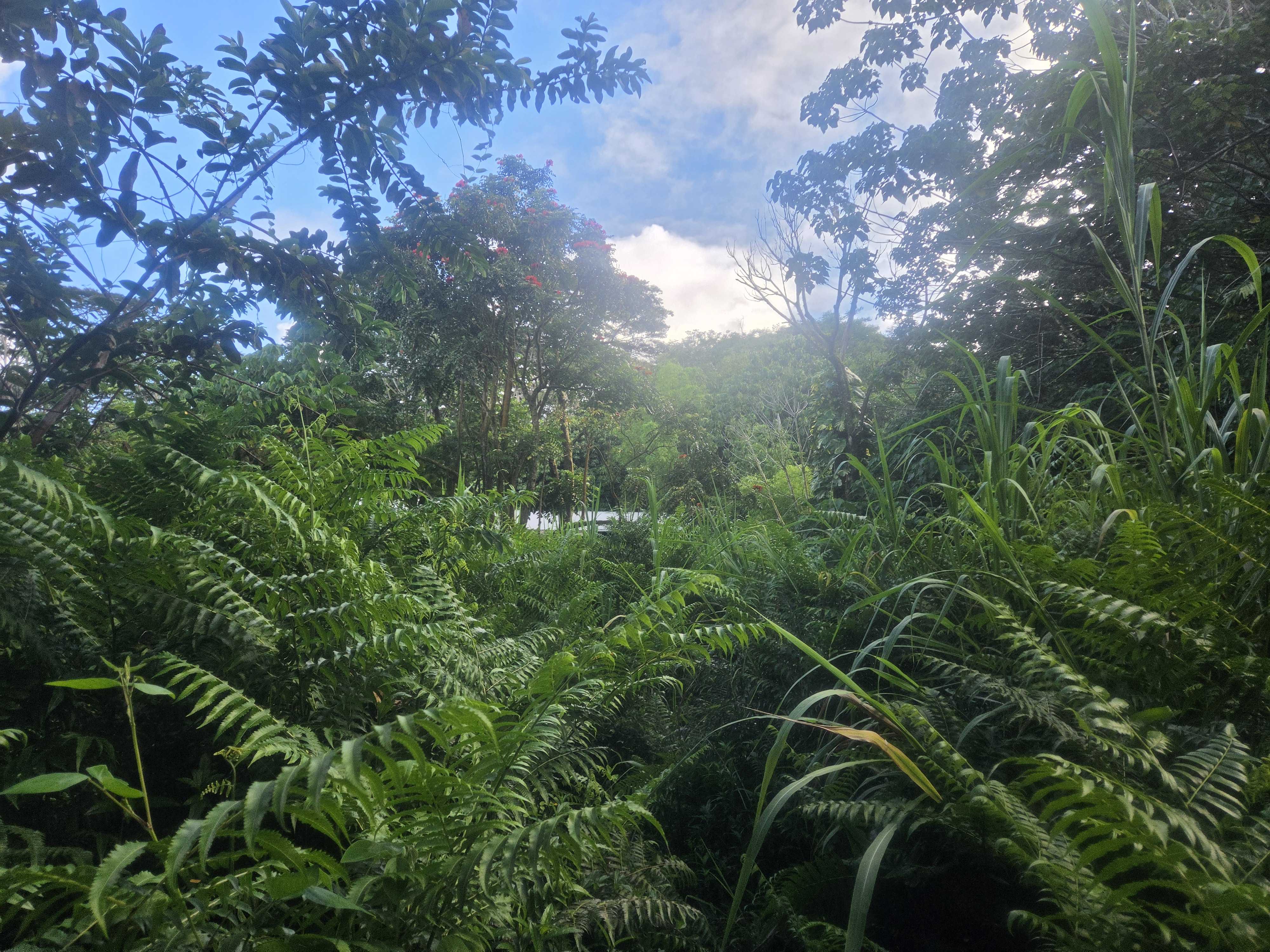 KEKAUONOHE ST, Pahoa, HI 96778