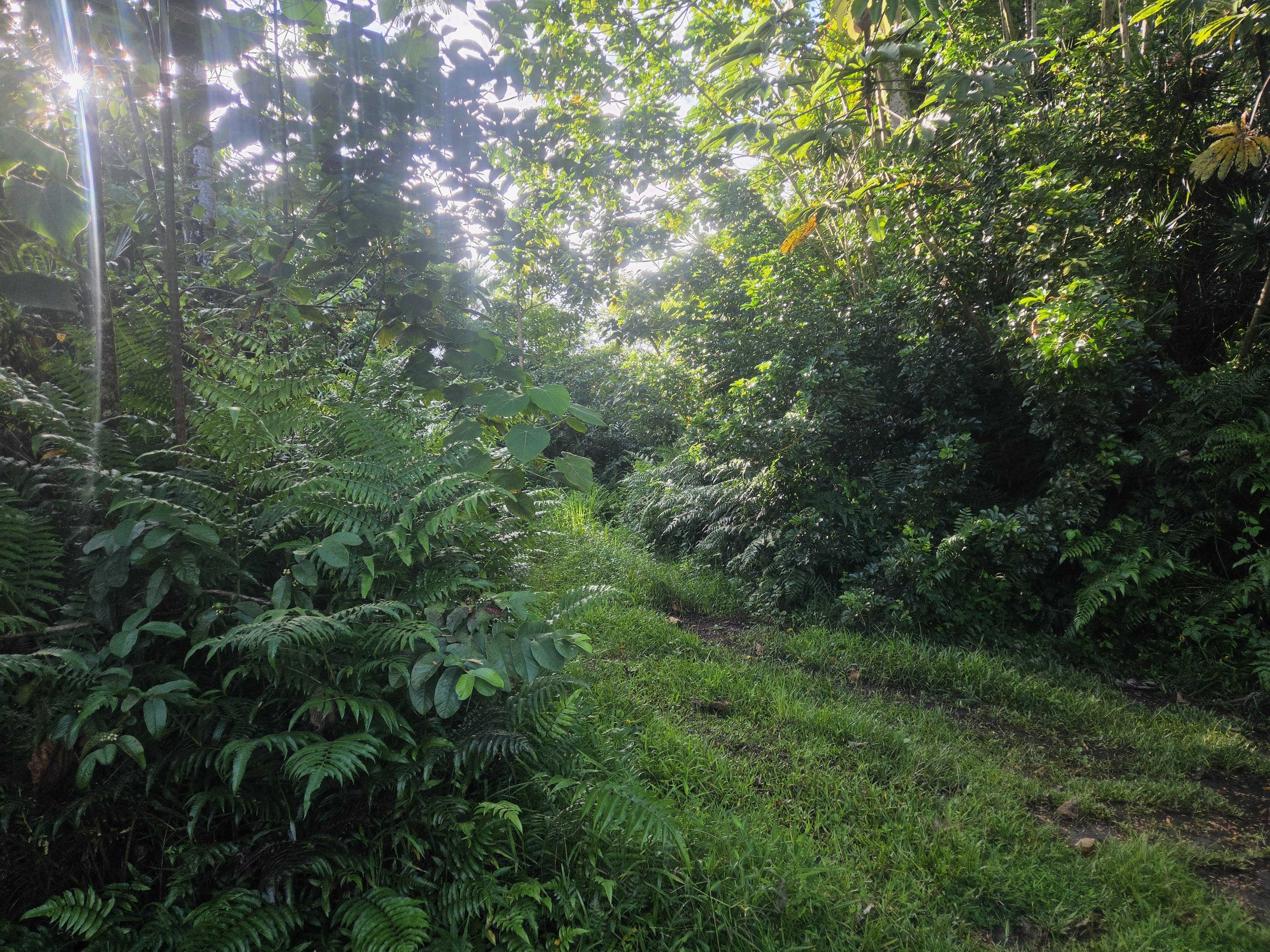 KEKAUONOHE ST, Pahoa, HI 96778
