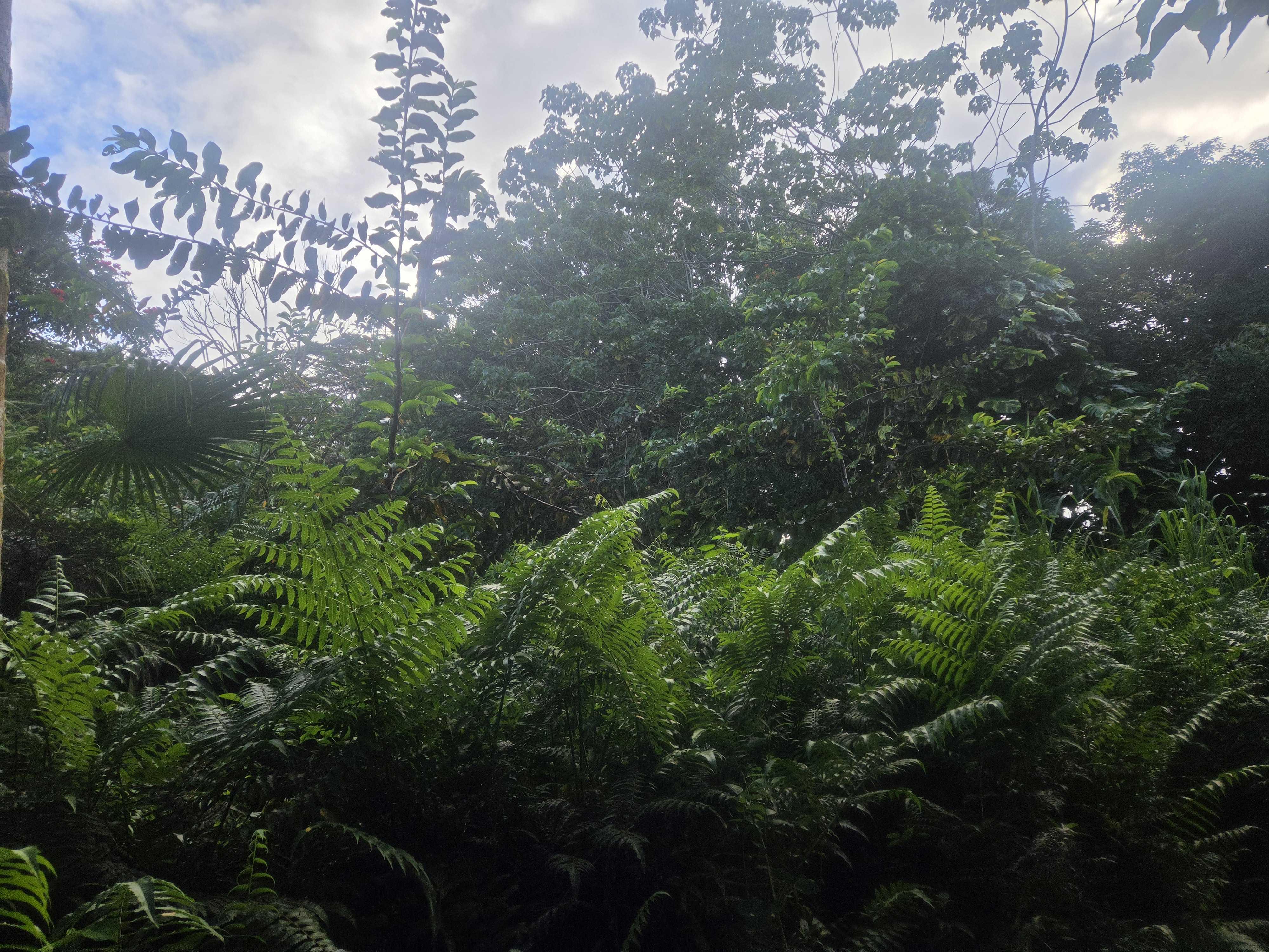 KEKAUONOHE ST, Pahoa, HI 96778