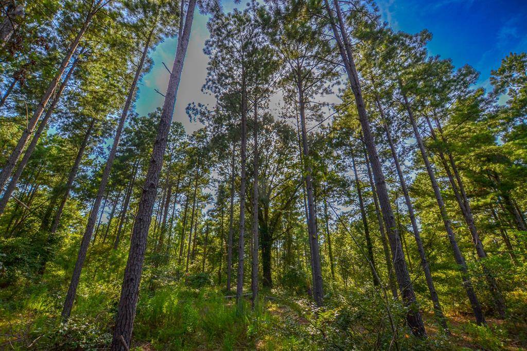 Tract 21 County Road 4224, Frankston, TX 75763
