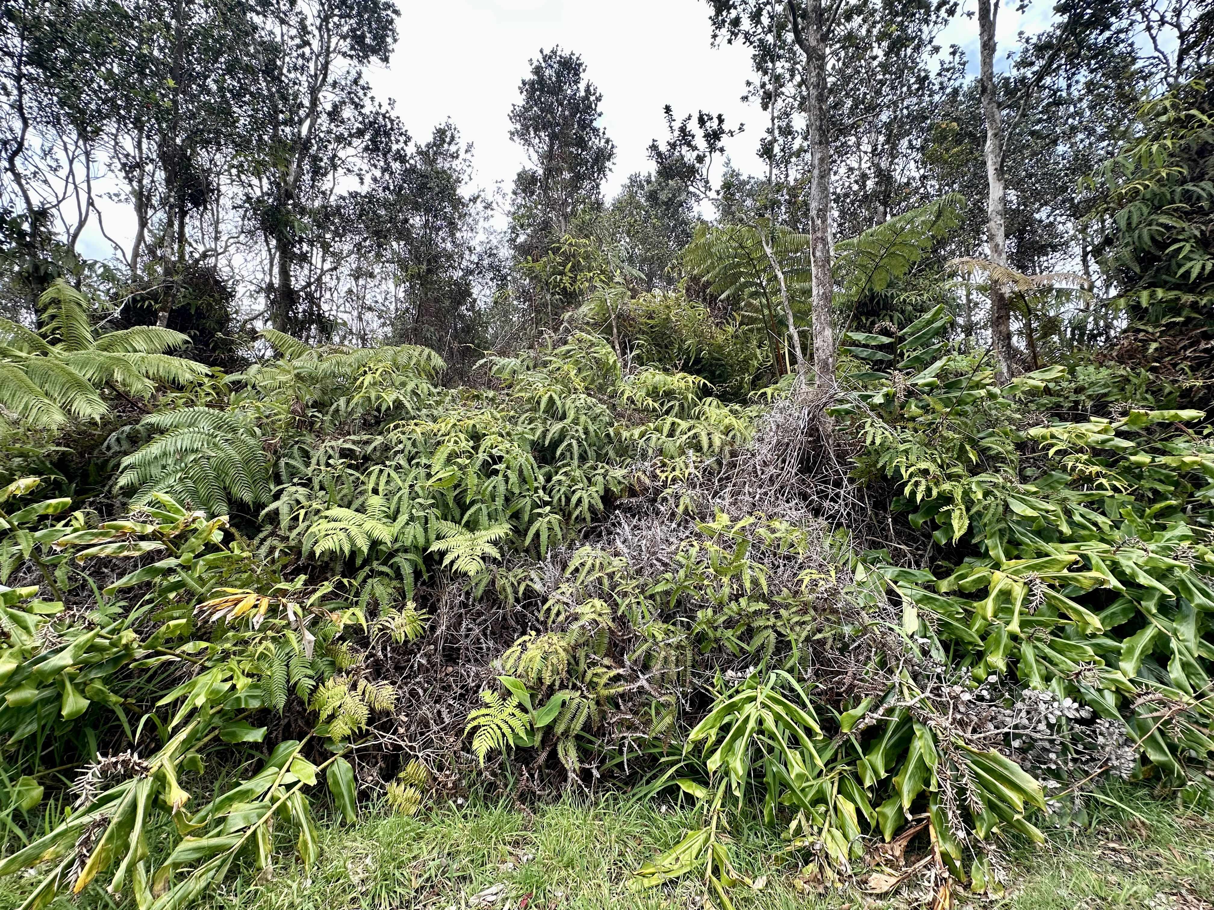 LIONA ST, Volcano, HI 96785