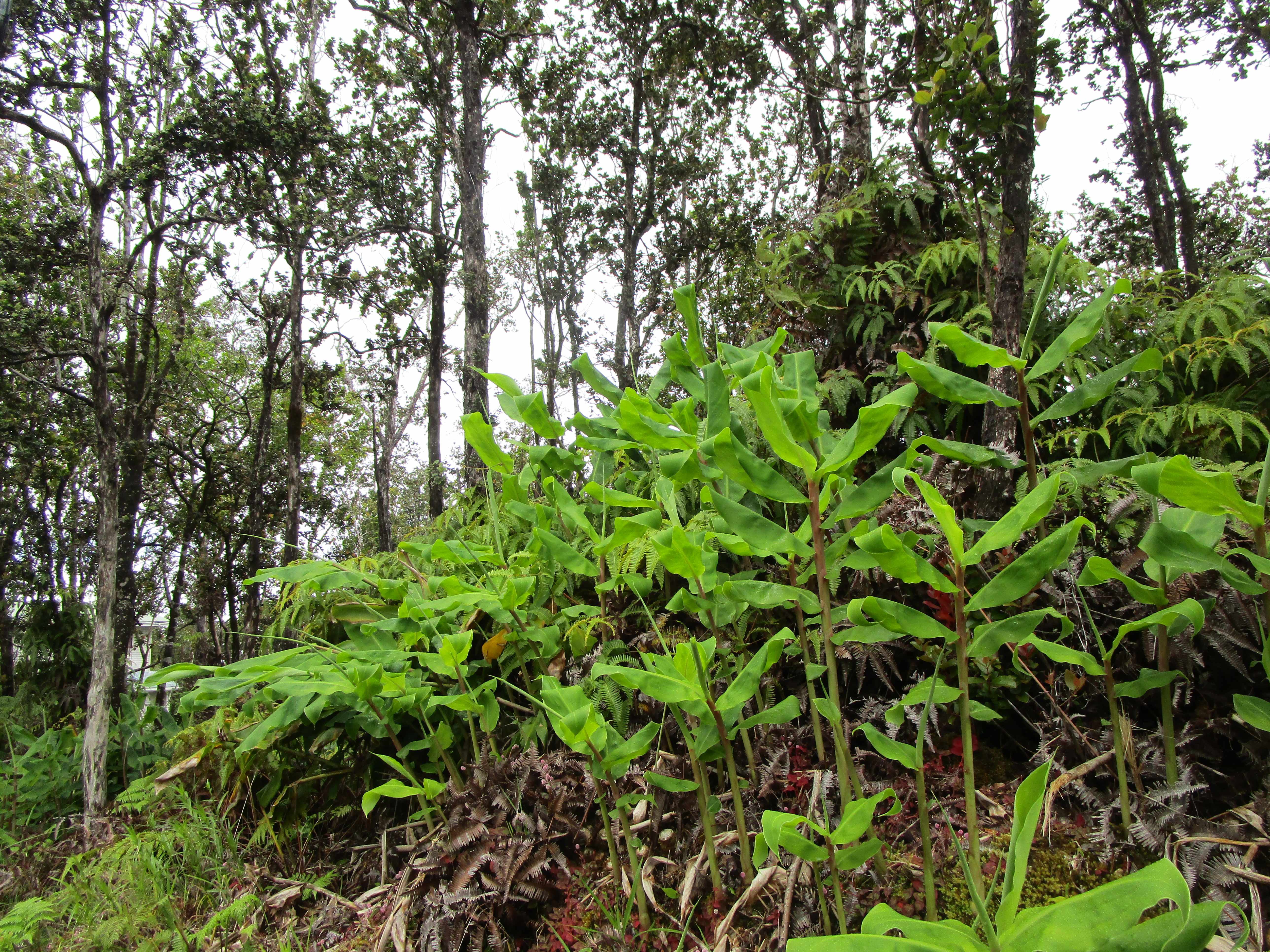 ALA NAULANI RD, Volcano, HI 96785