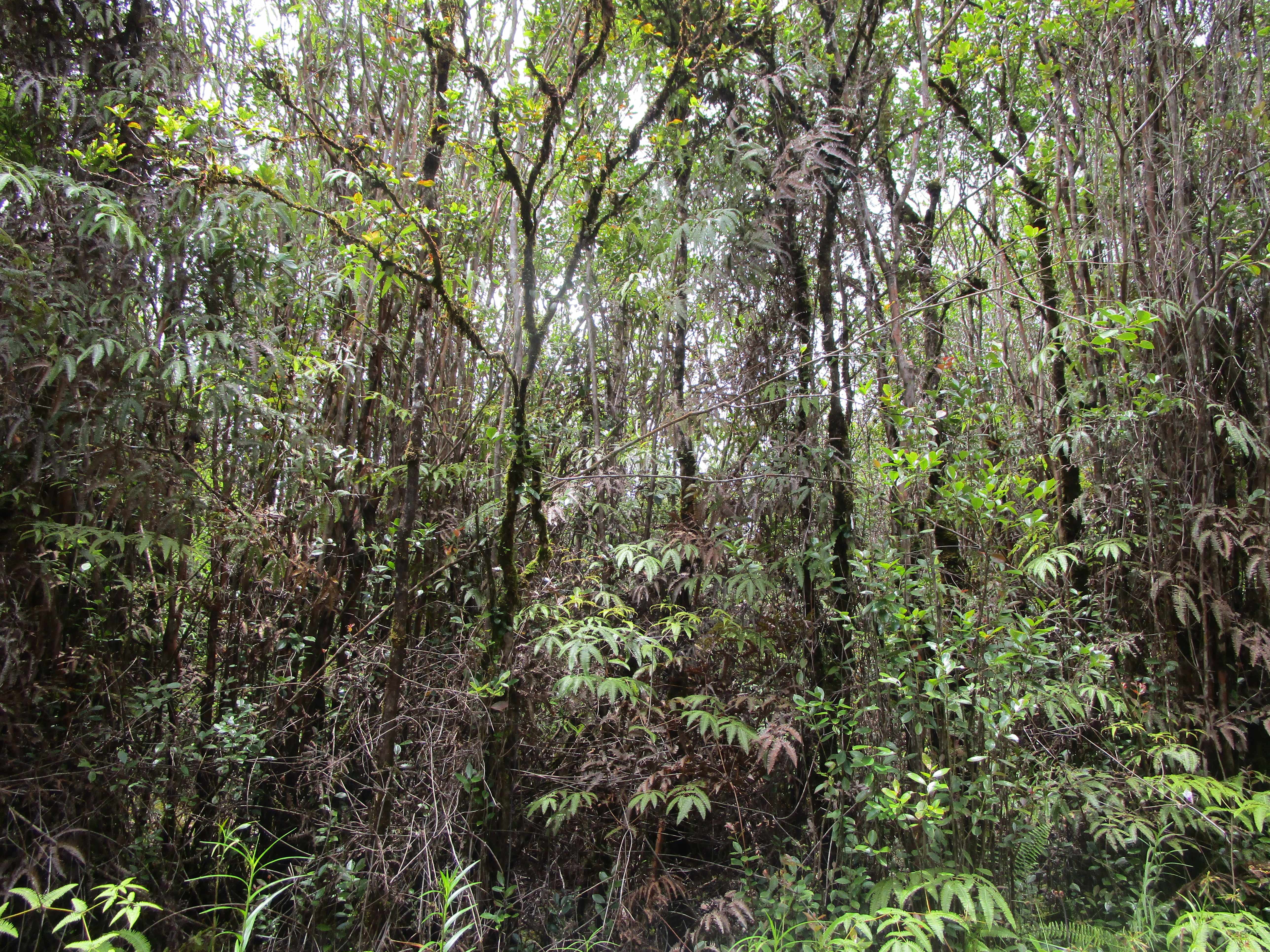 ALA NAULANI RD, Volcano, HI 96785