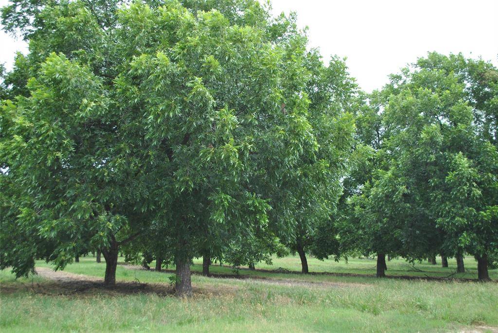 TBD CR 424, Comanche, TX 76442