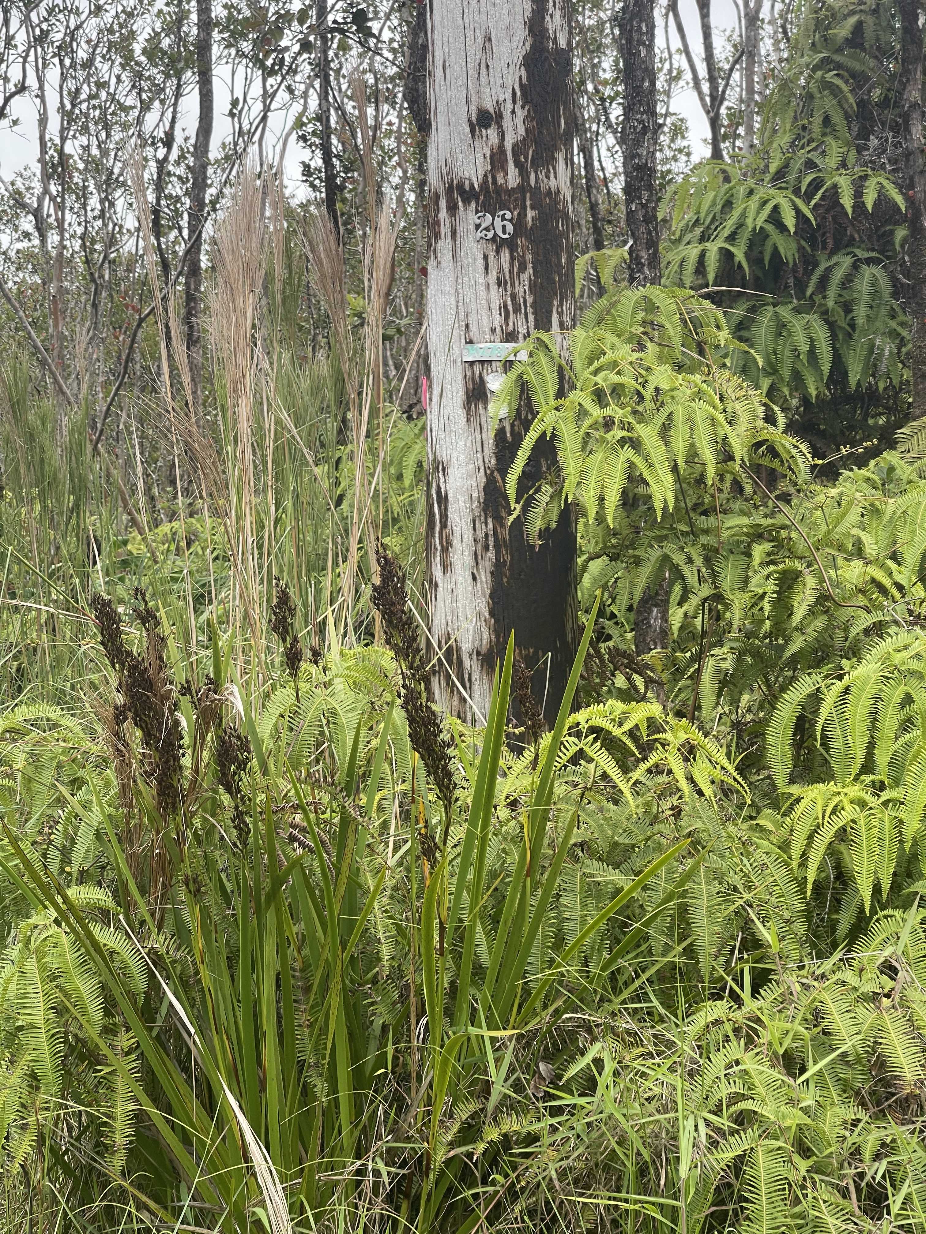 KAHAUALEA RD, Volcano, HI 96785
