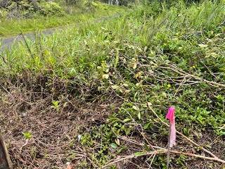 16-1235 39TH AVE, Kurtistown, HI 96760