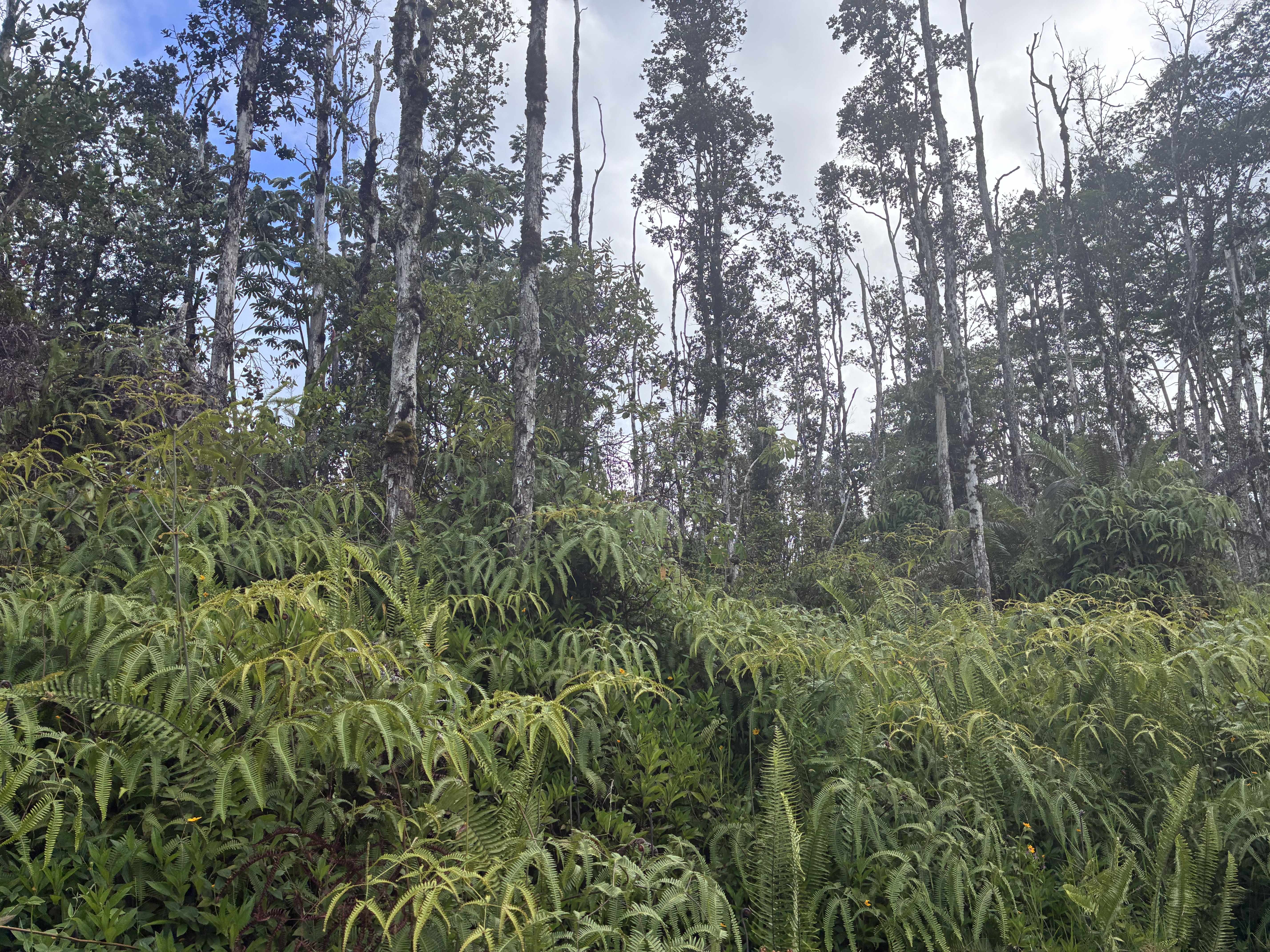 14-3516 CHURCH RD, Pahoa, HI 96778