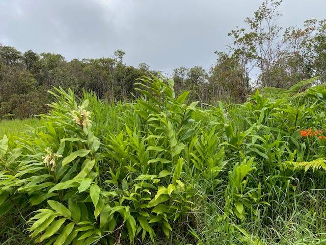 ROAD 6, Mountain View, HI 96771