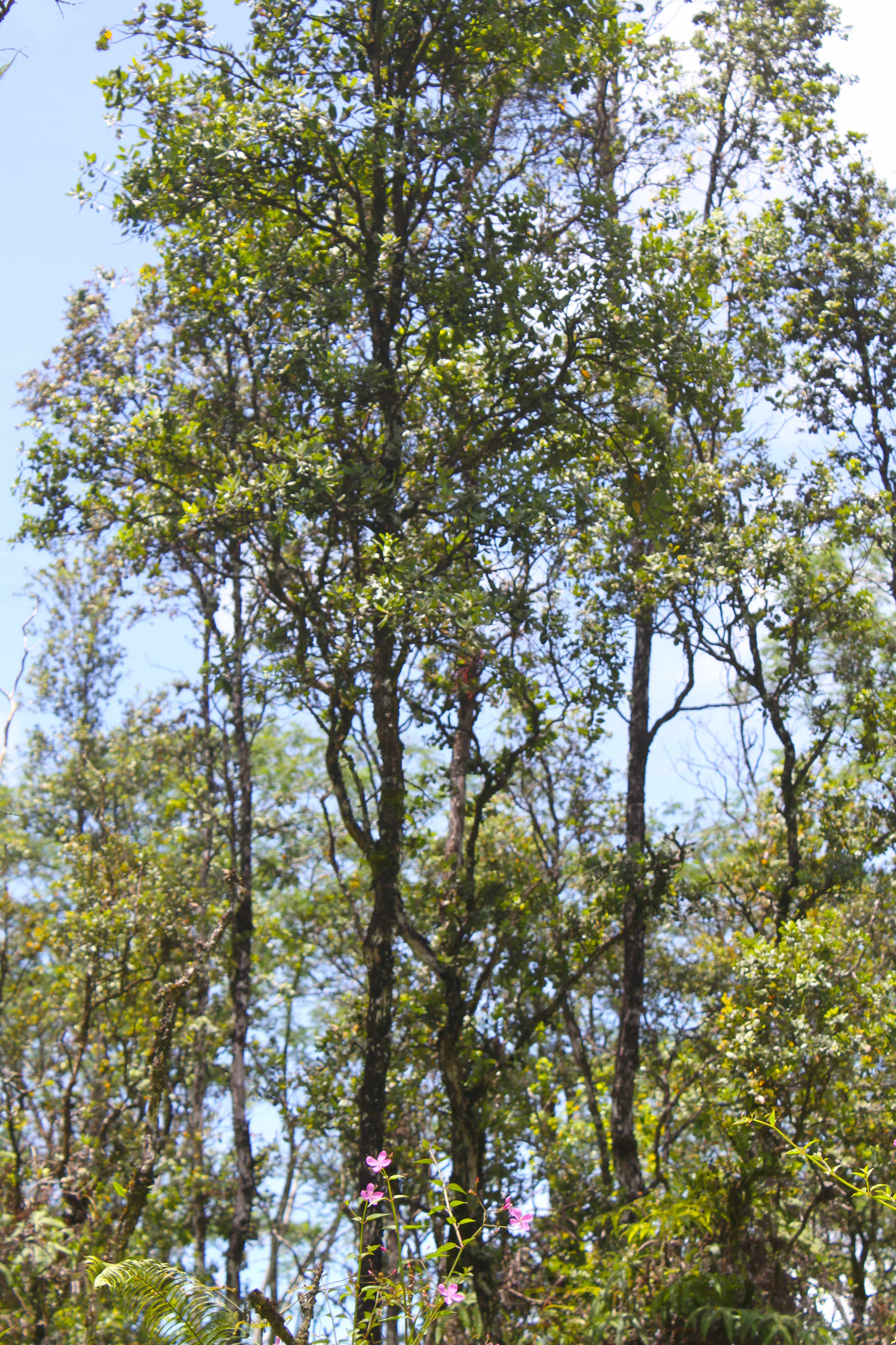 GINGER RD, Pahoa, HI 96778