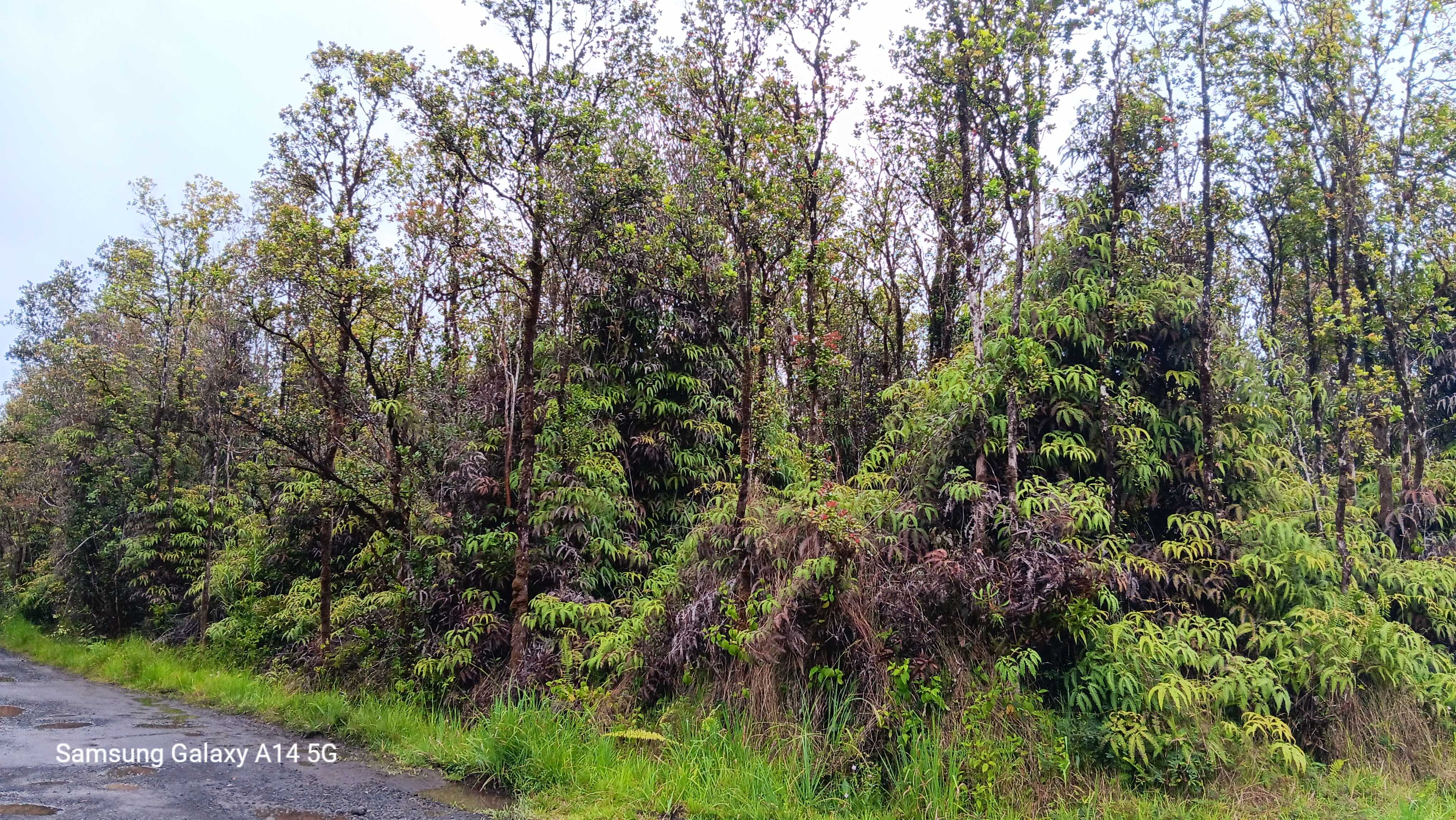 OHIA AVE, Mountain View, HI 96771