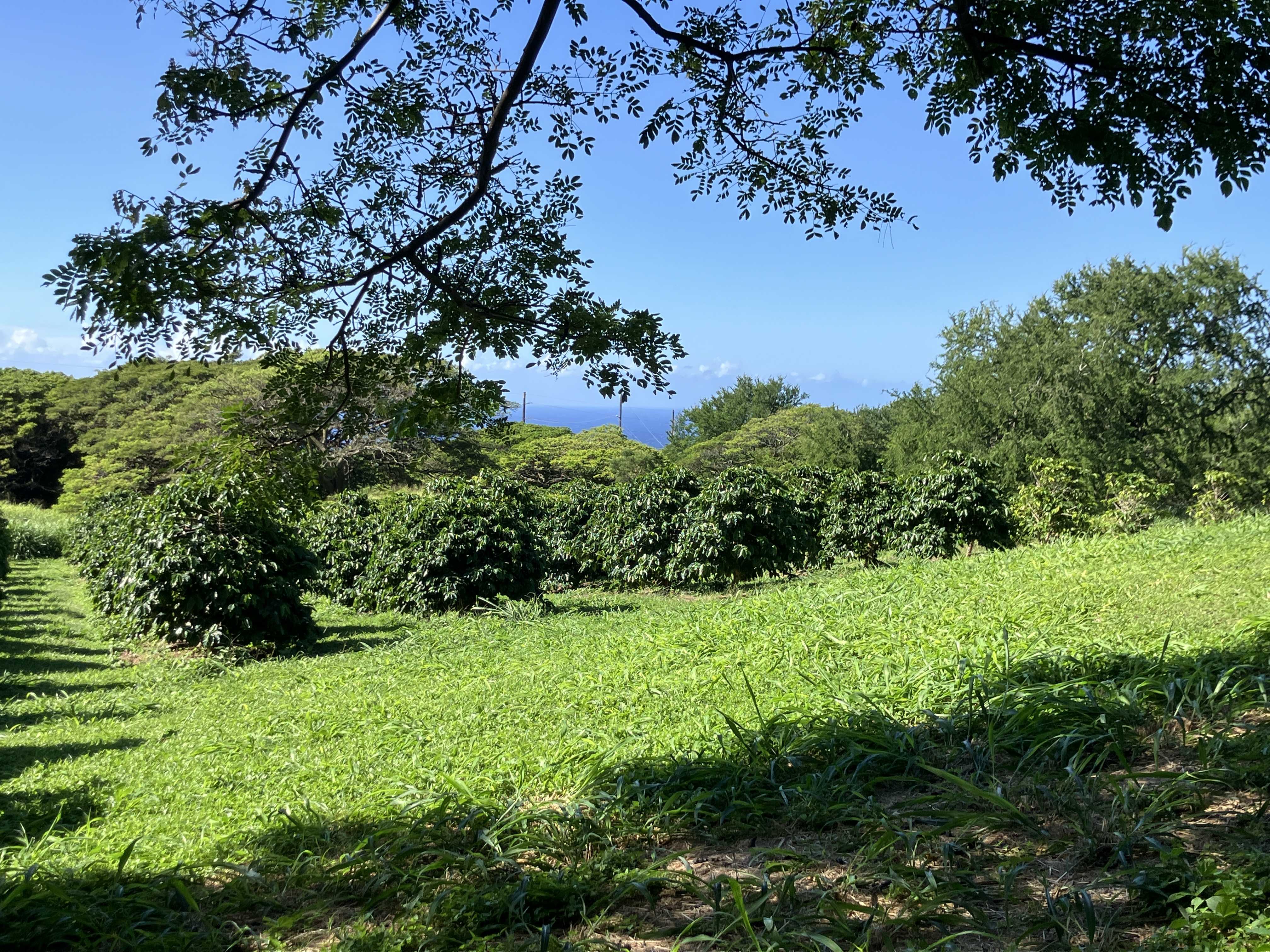 96-2951 PAAUAU ST, Pahala, HI 96777