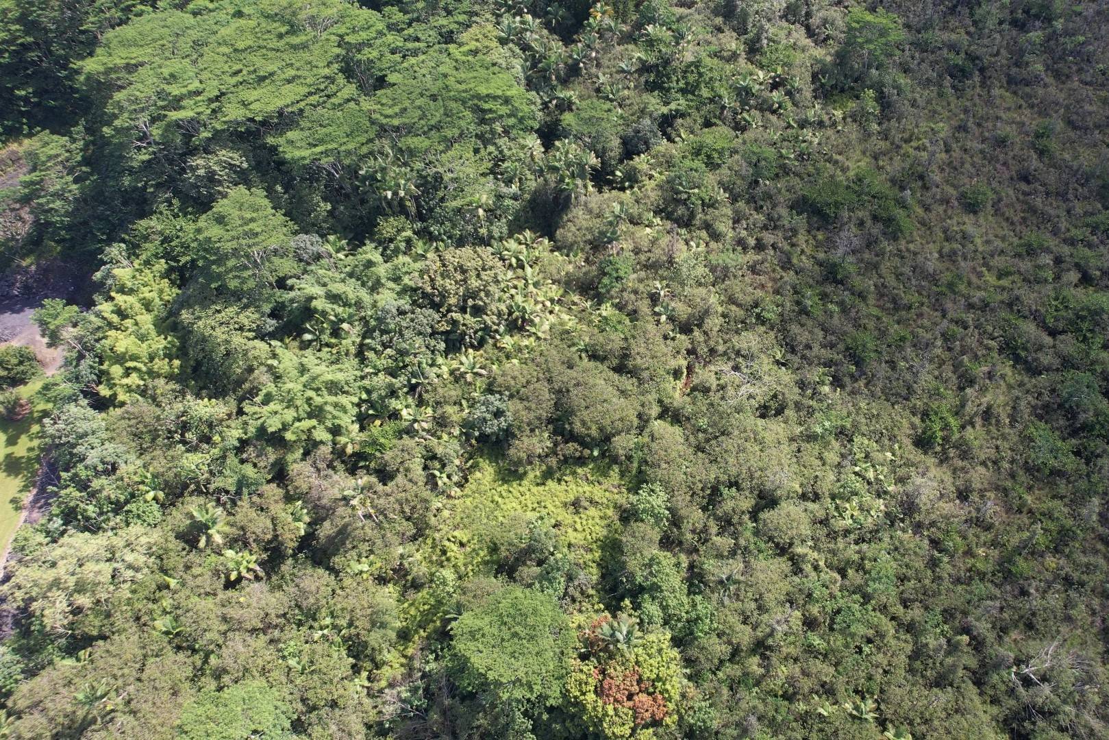 LAAU WY, Pahoa, HI 96778