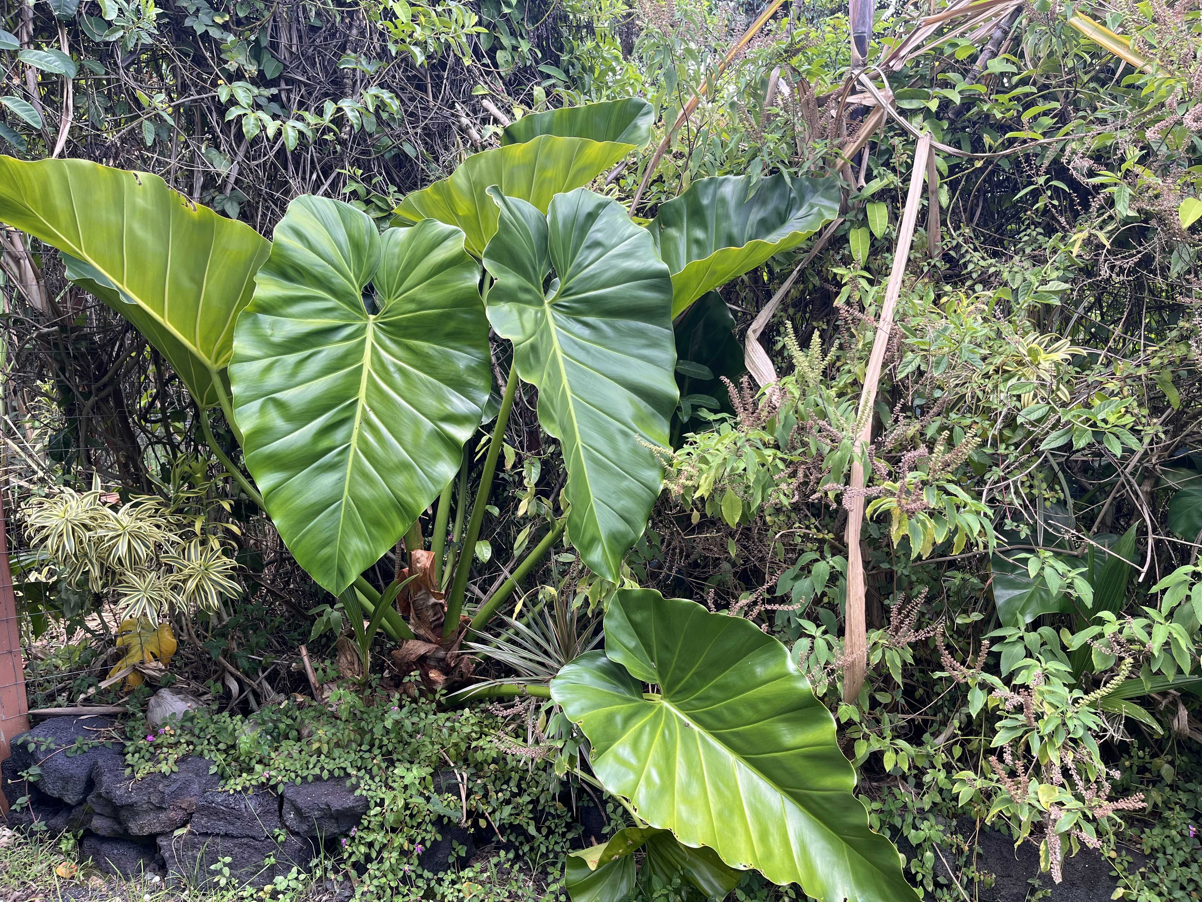 12-7026 WEHELAUNIU ST, Pahoa, HI 96778