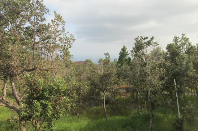 92-8778 CATAMARAN LN, Ocean View, HI 96737