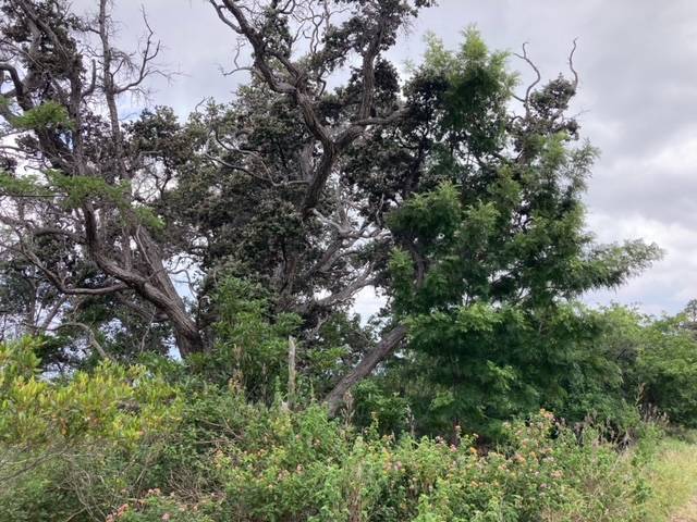 KEAKA PKWY, Ocean View, HI 96737