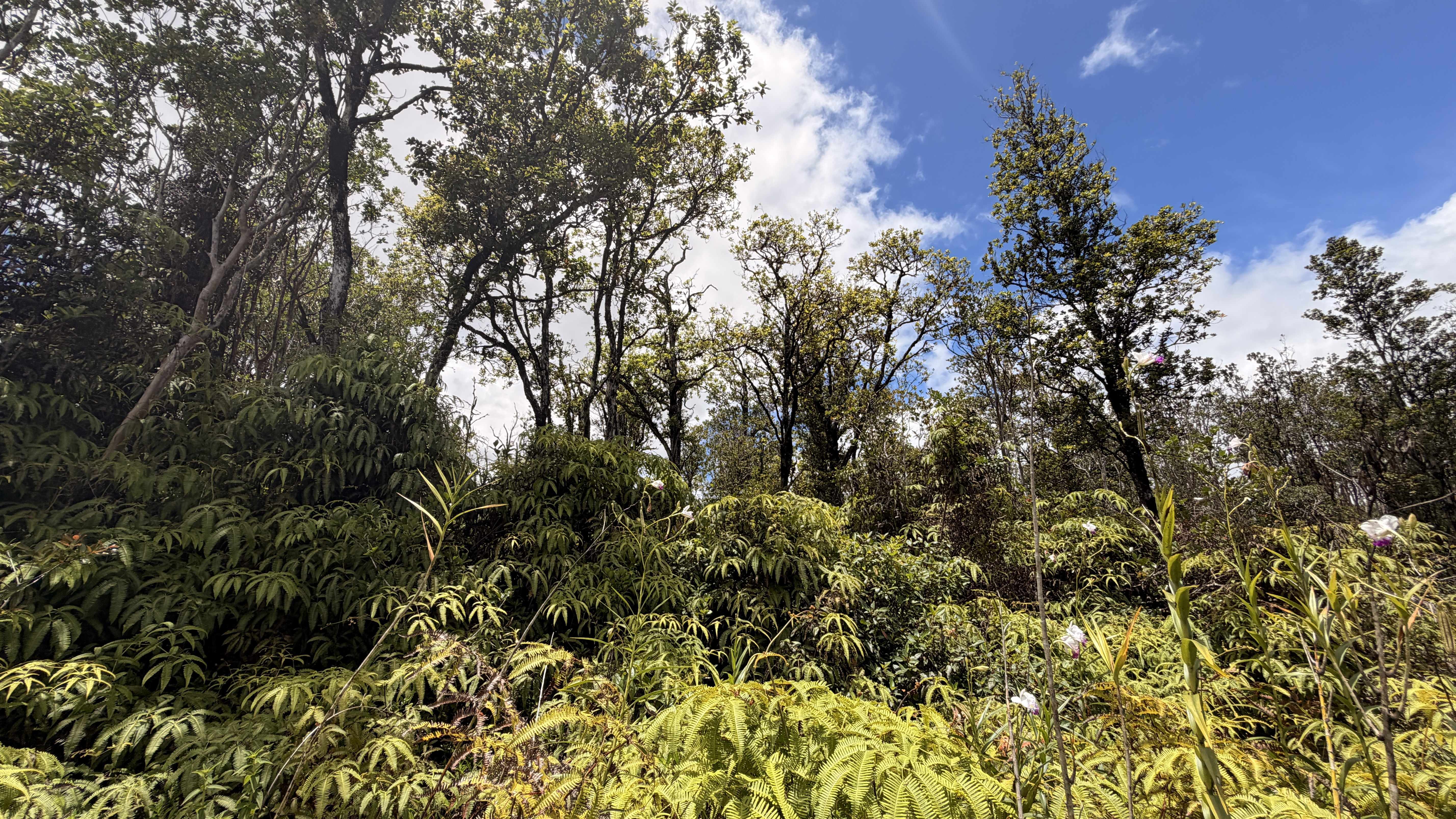KOKOKAHI RD, Volcano, HI 96785