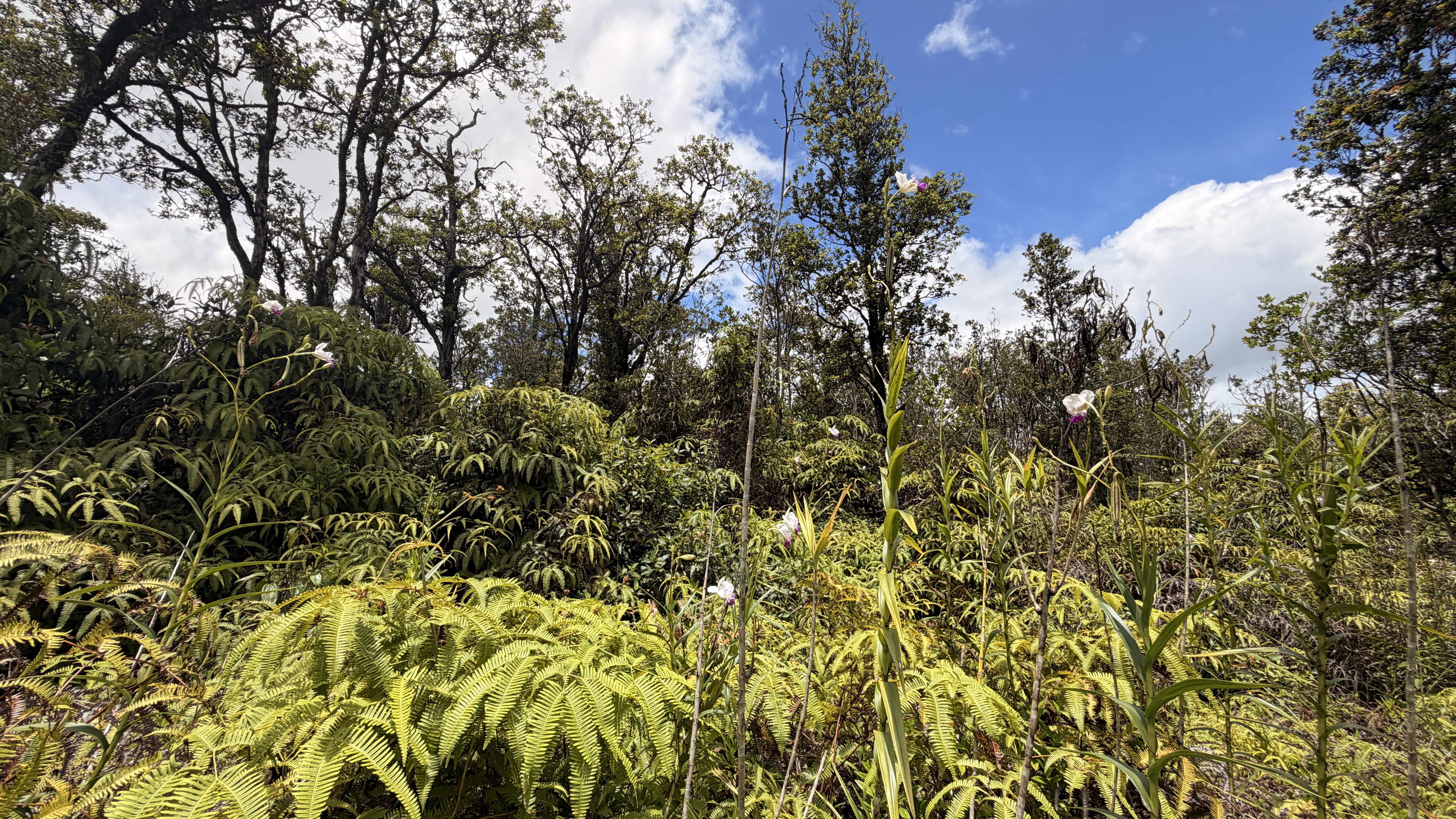 KOKOKAHI RD, Volcano, HI 96785