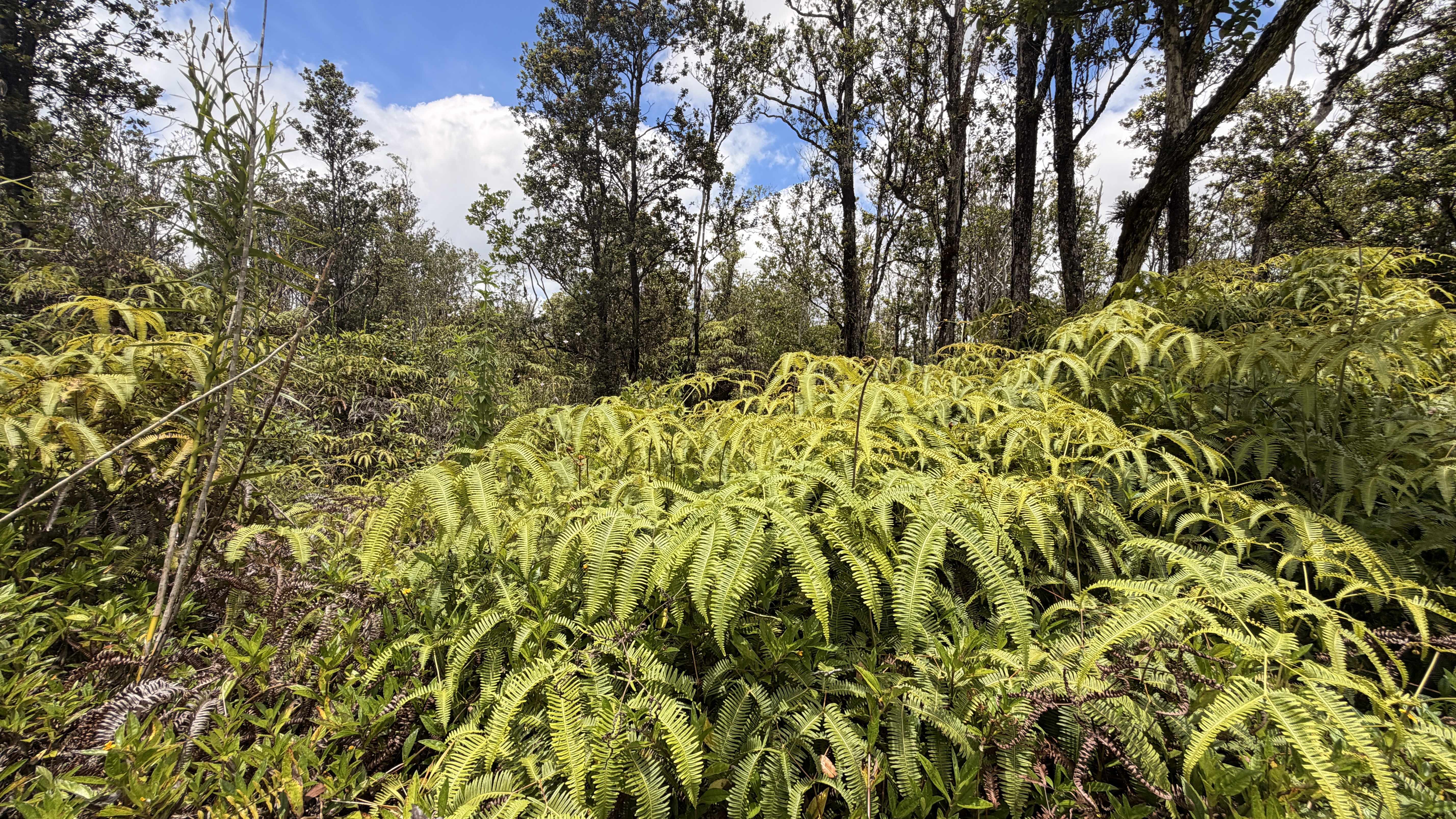KOKOKAHI RD, Volcano, HI 96785