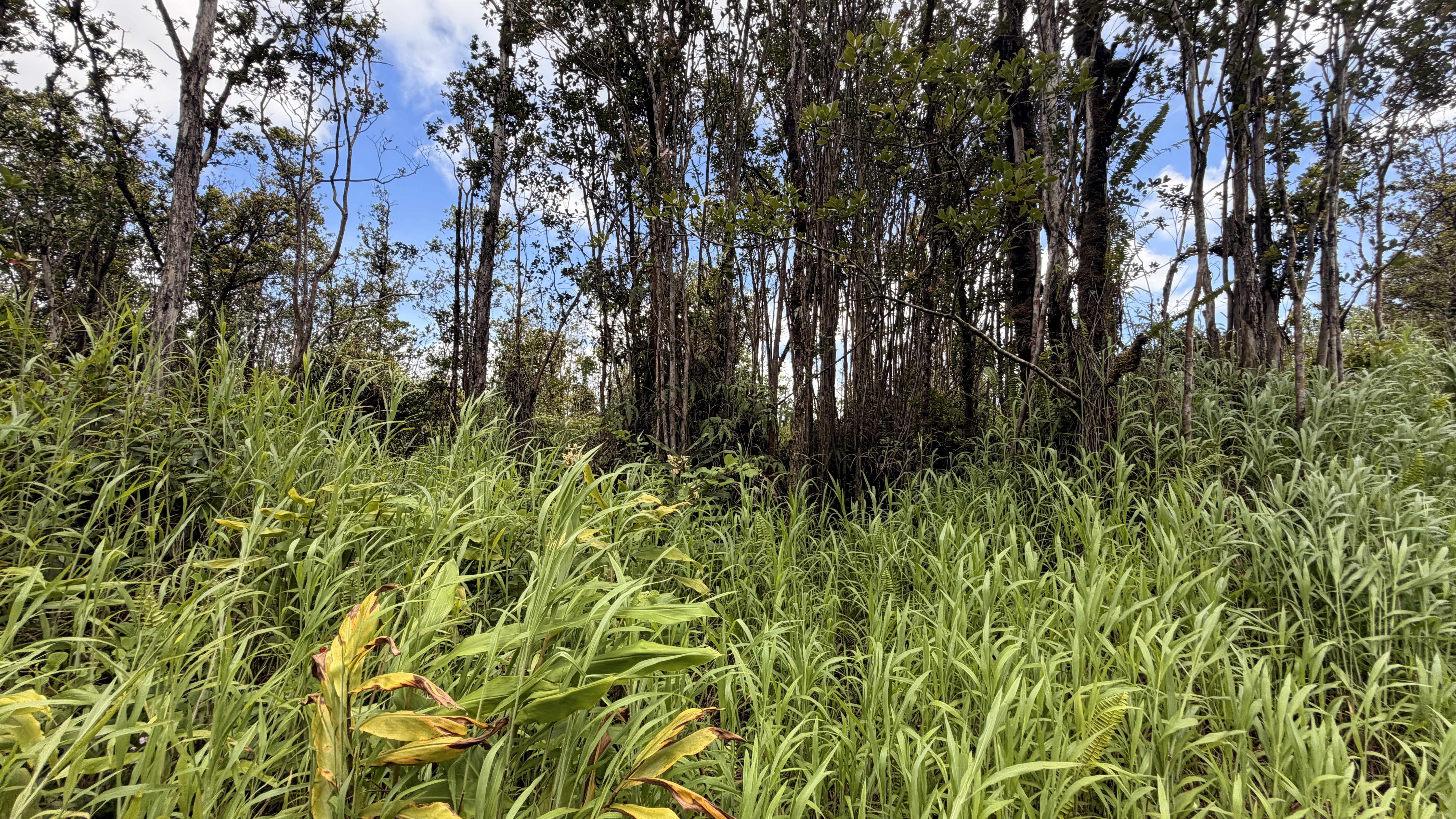 MAKOA RD, Volcano, HI 96785