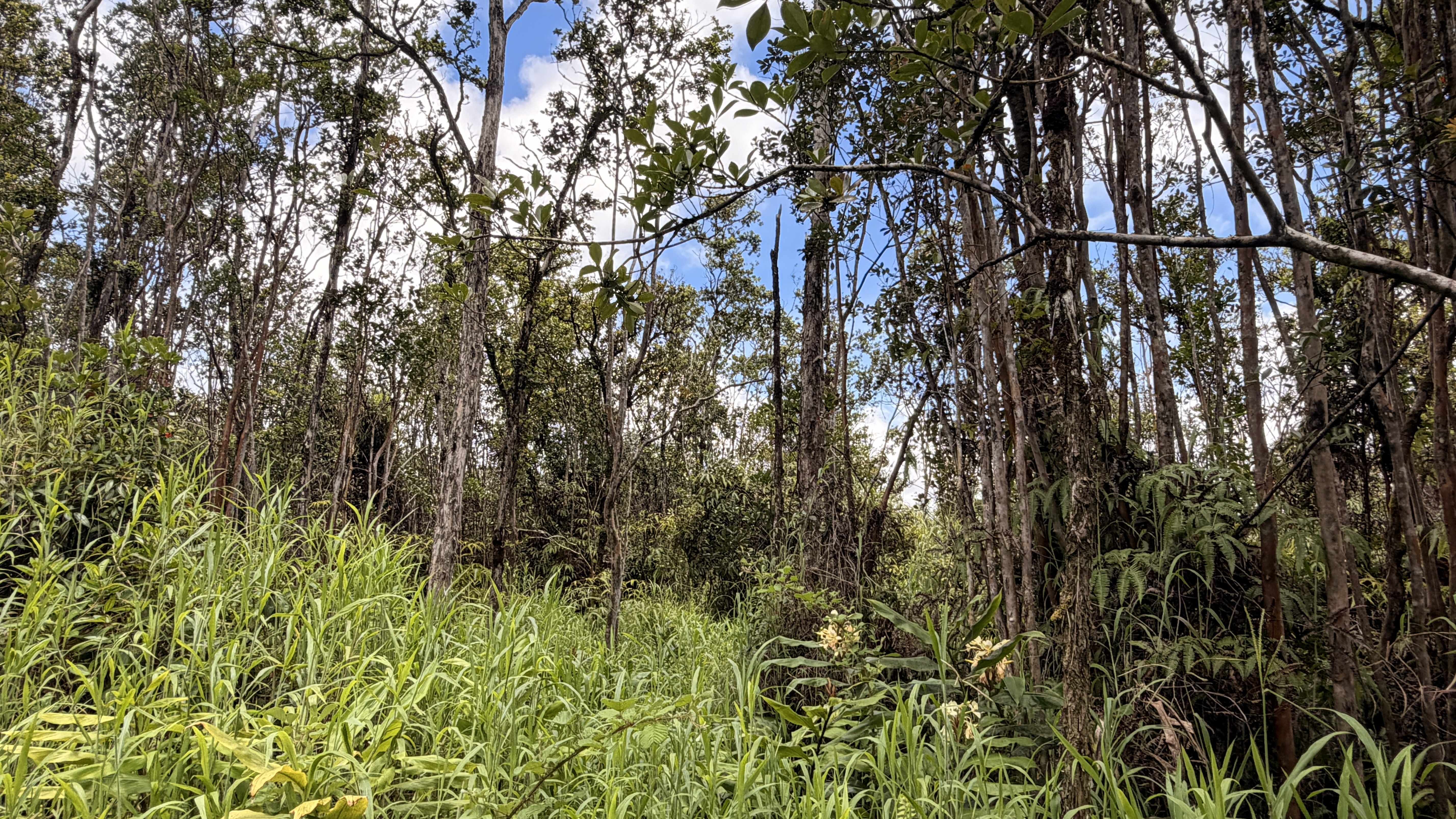 MAKOA RD, Volcano, HI 96785