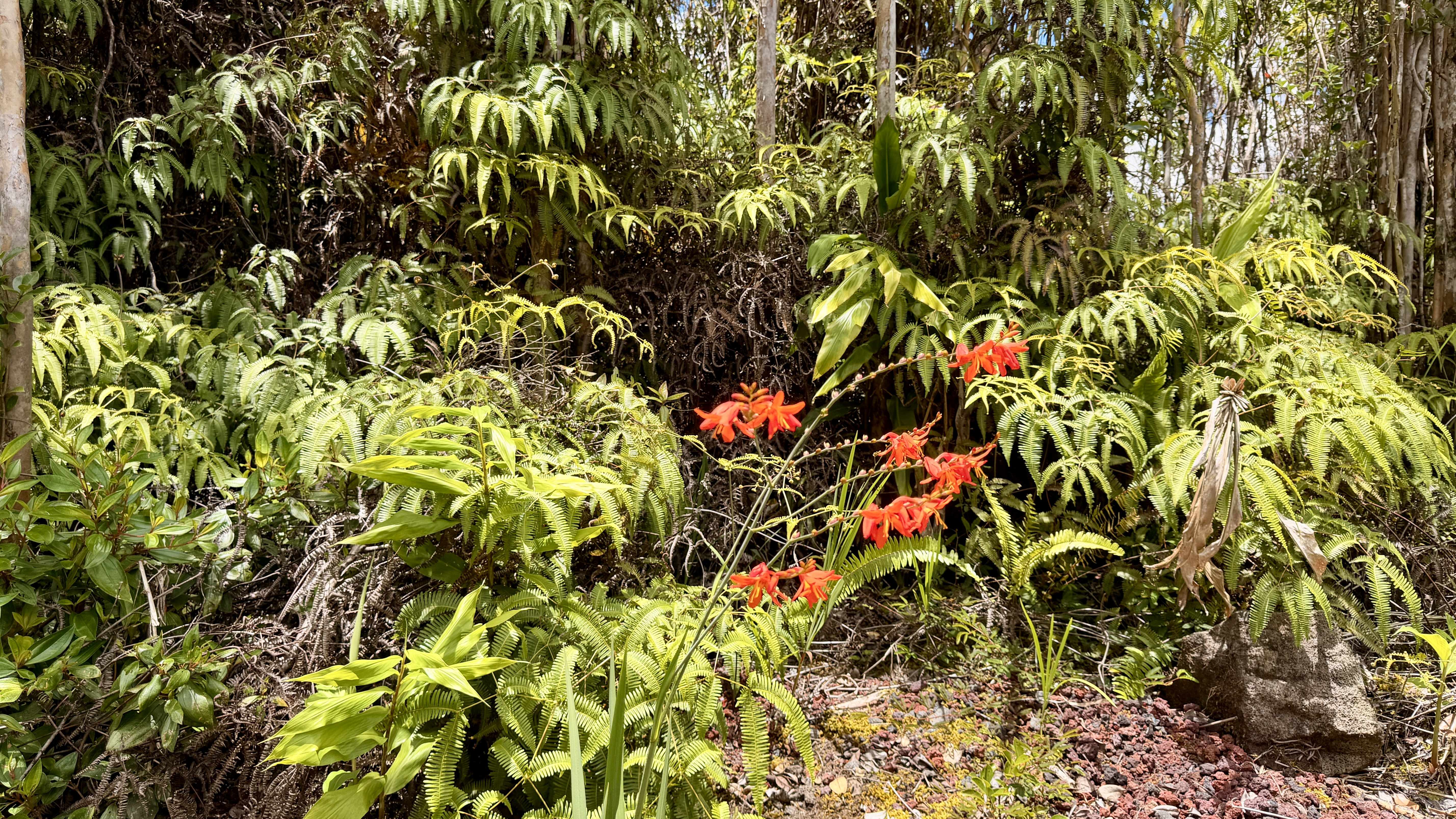 MAKOA RD, Volcano, HI 96785