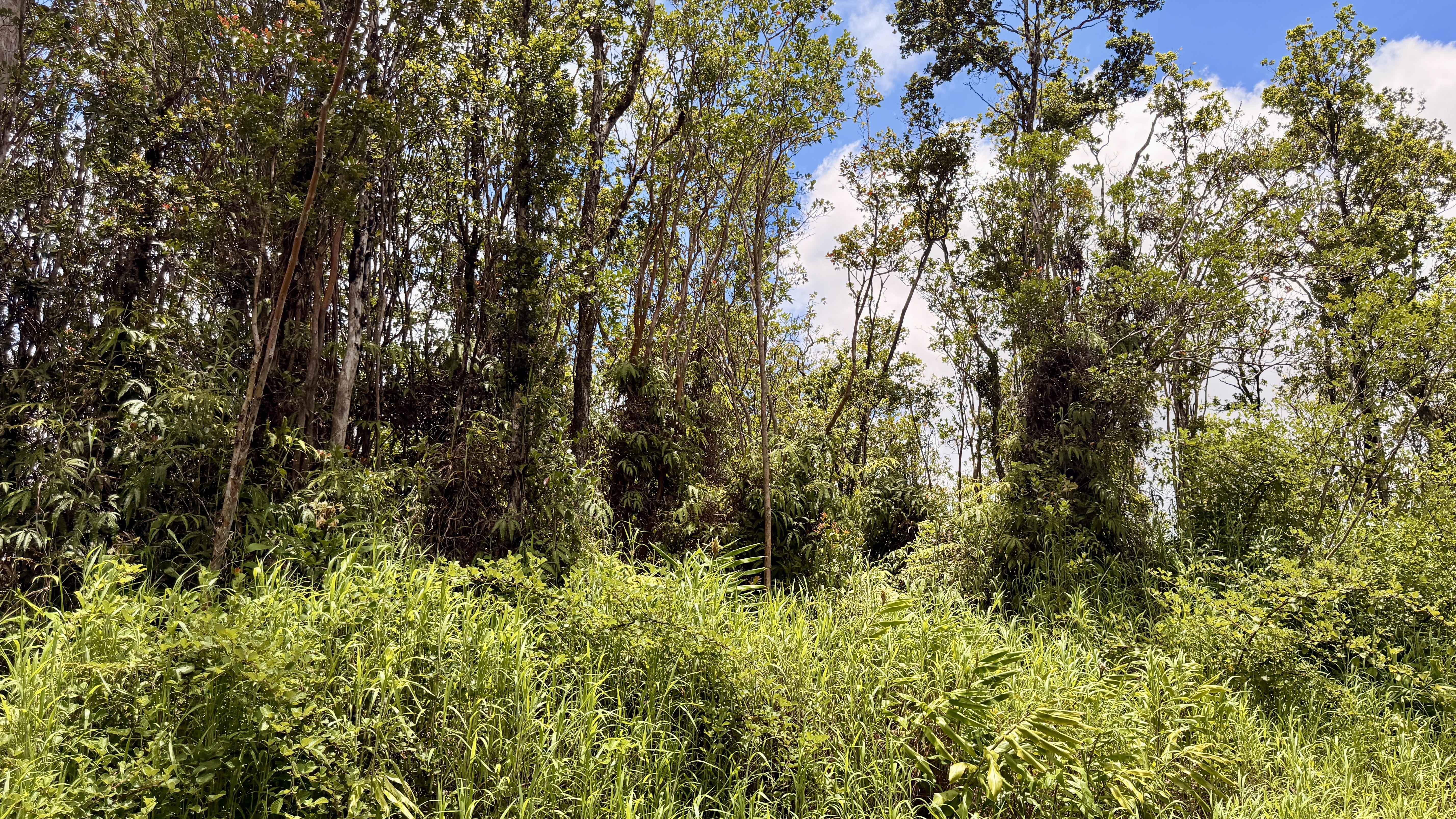 MAKOA RD, Volcano, HI 96785