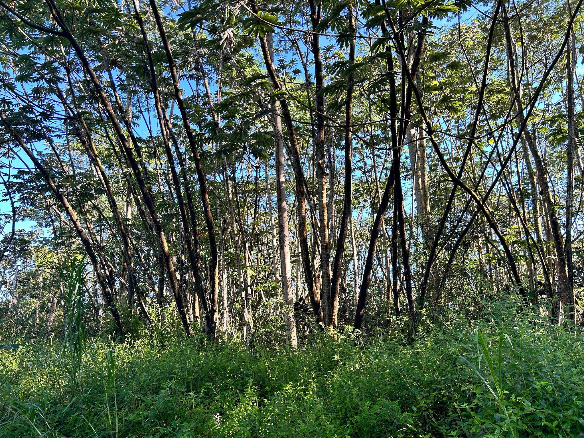 LEHUA RD, Pahoa, HI 96778