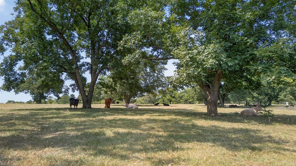 0 State Highway 155, Frankston, TX 75763
