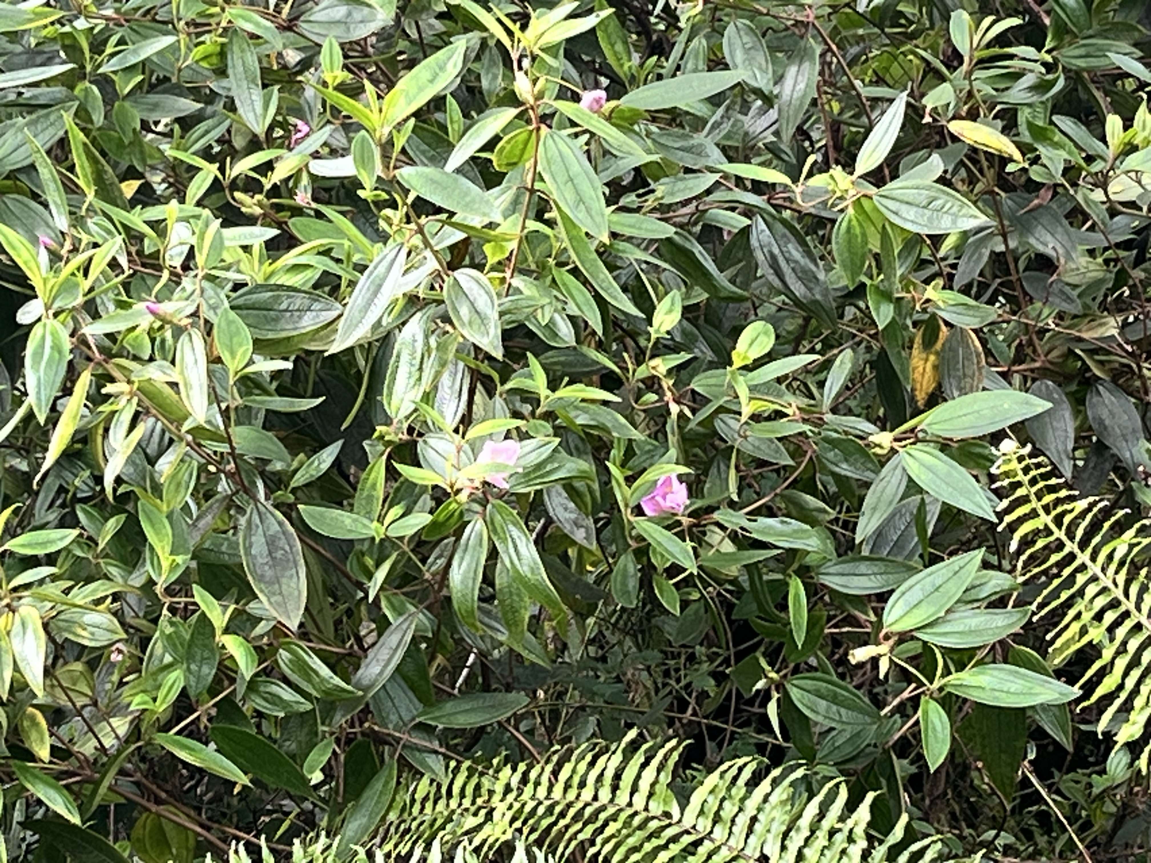 14-3437 PAKALANA RD, Pahoa, HI 96778