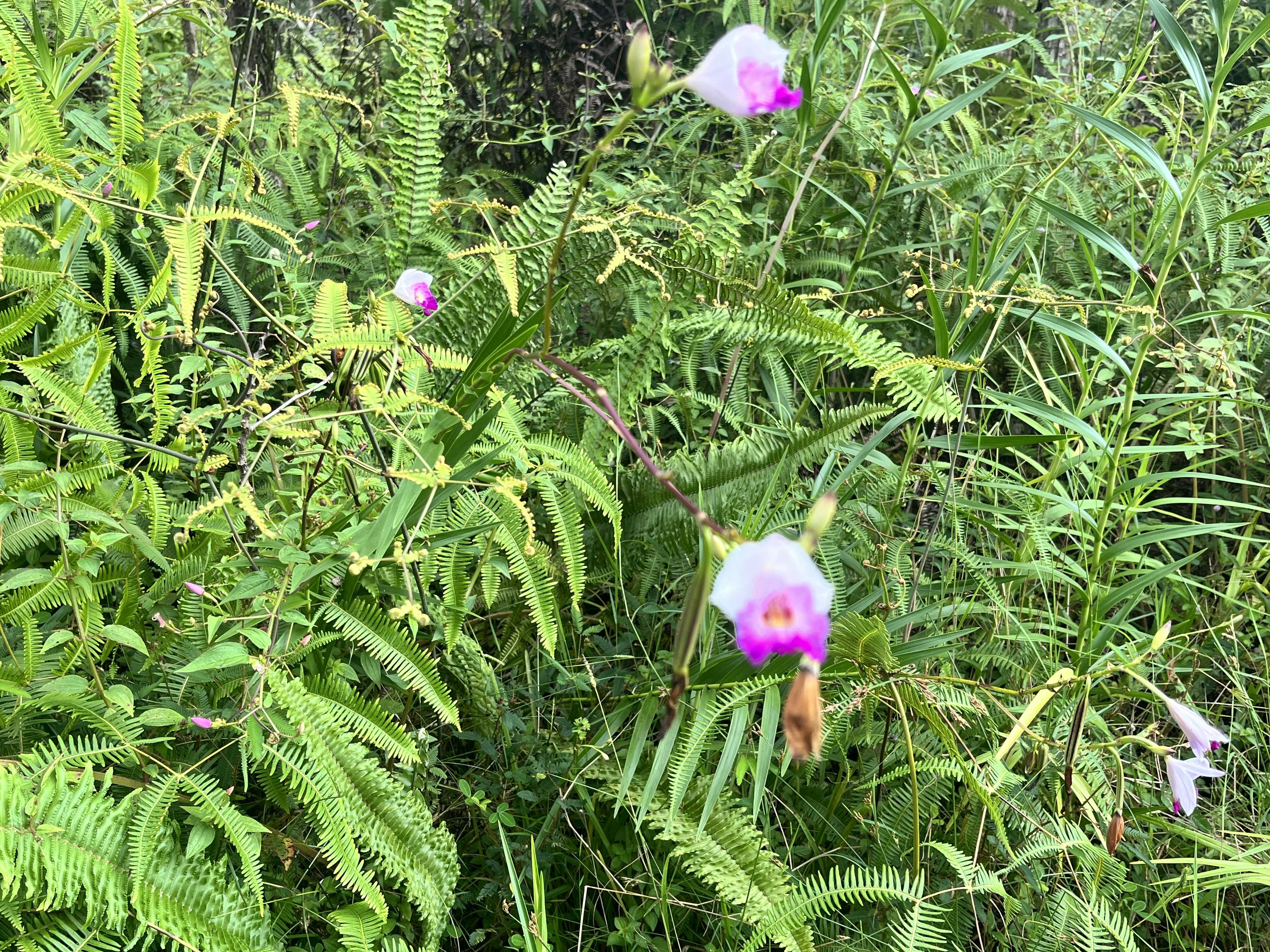 14-3437 PAKALANA RD, Pahoa, HI 96778