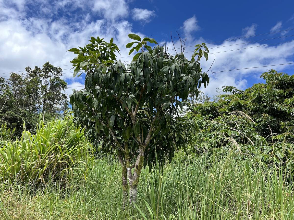 11-2972 PALAINUI AVE, Mountain View, HI 96771