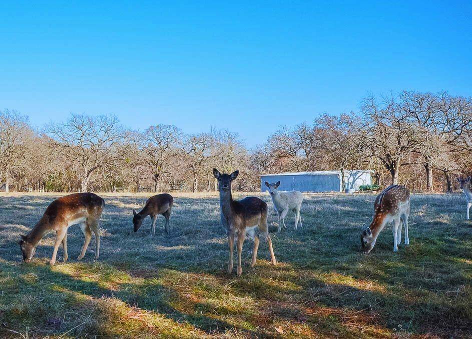 131 Lincoln Drive, Streetman, TX 75859