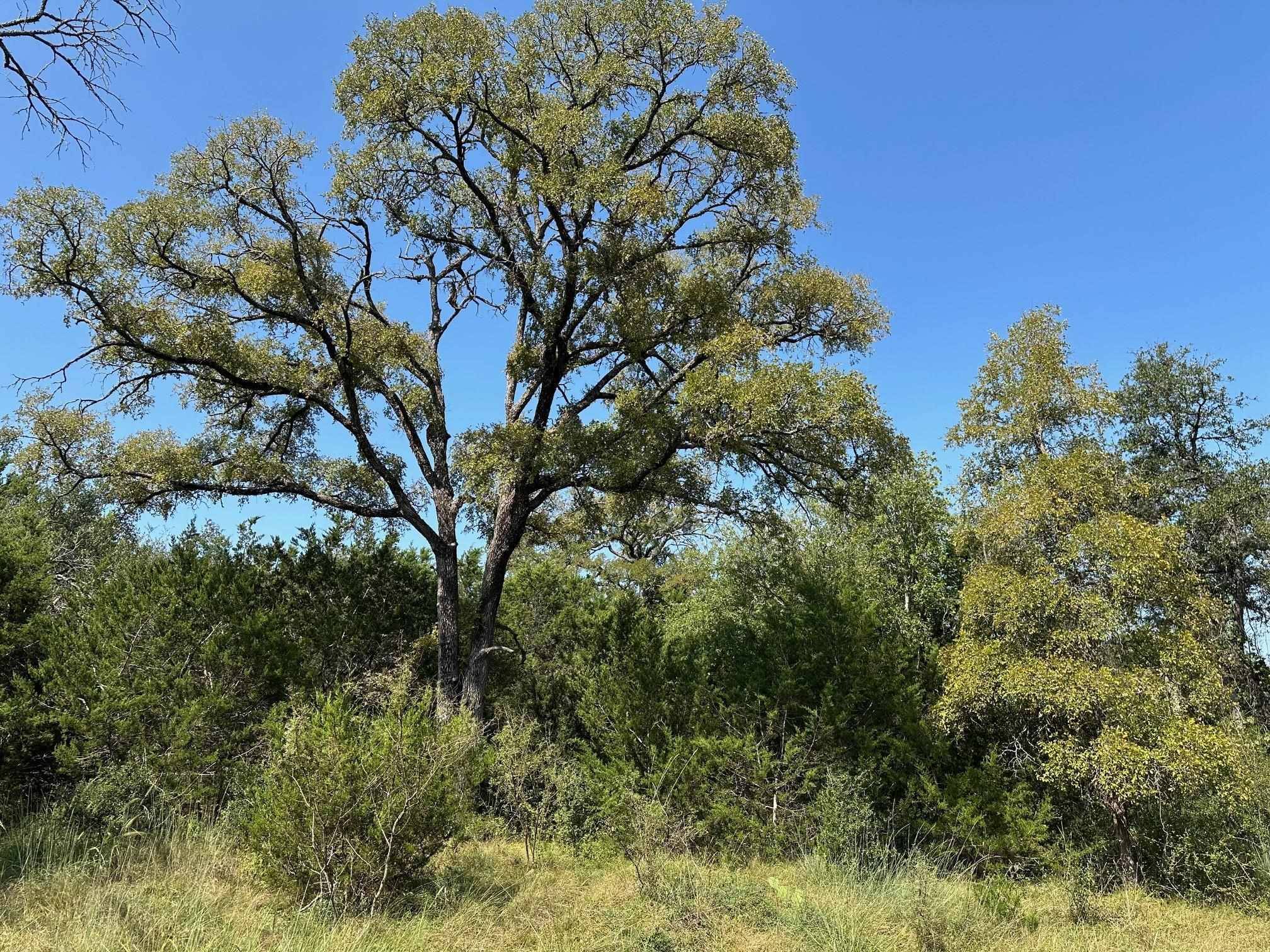 00 Winding River RD, Kempner, TX 76539