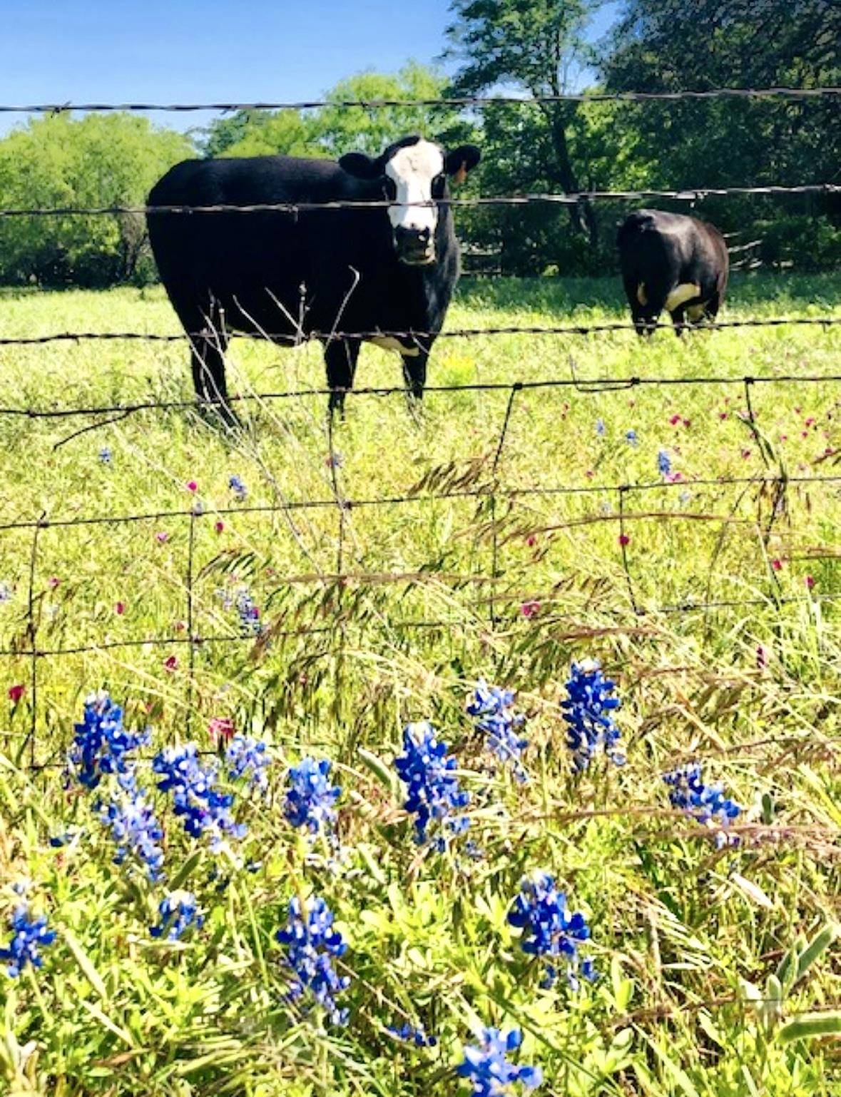 297 & 298 Elkhorn, Kingsland, TX 78639-6105