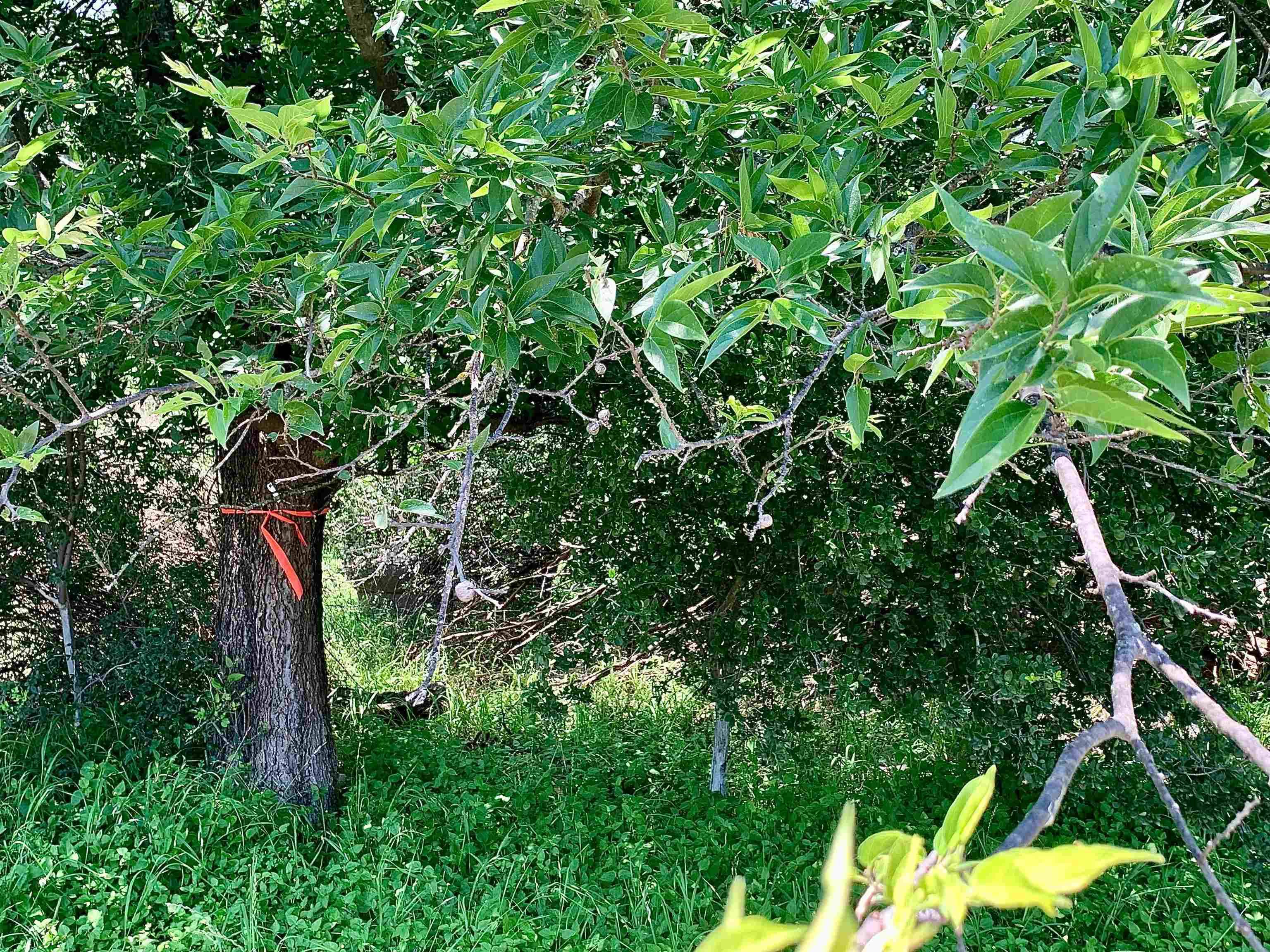 Lot 520 Aspen LN, Cottonwood Shores, TX 78657