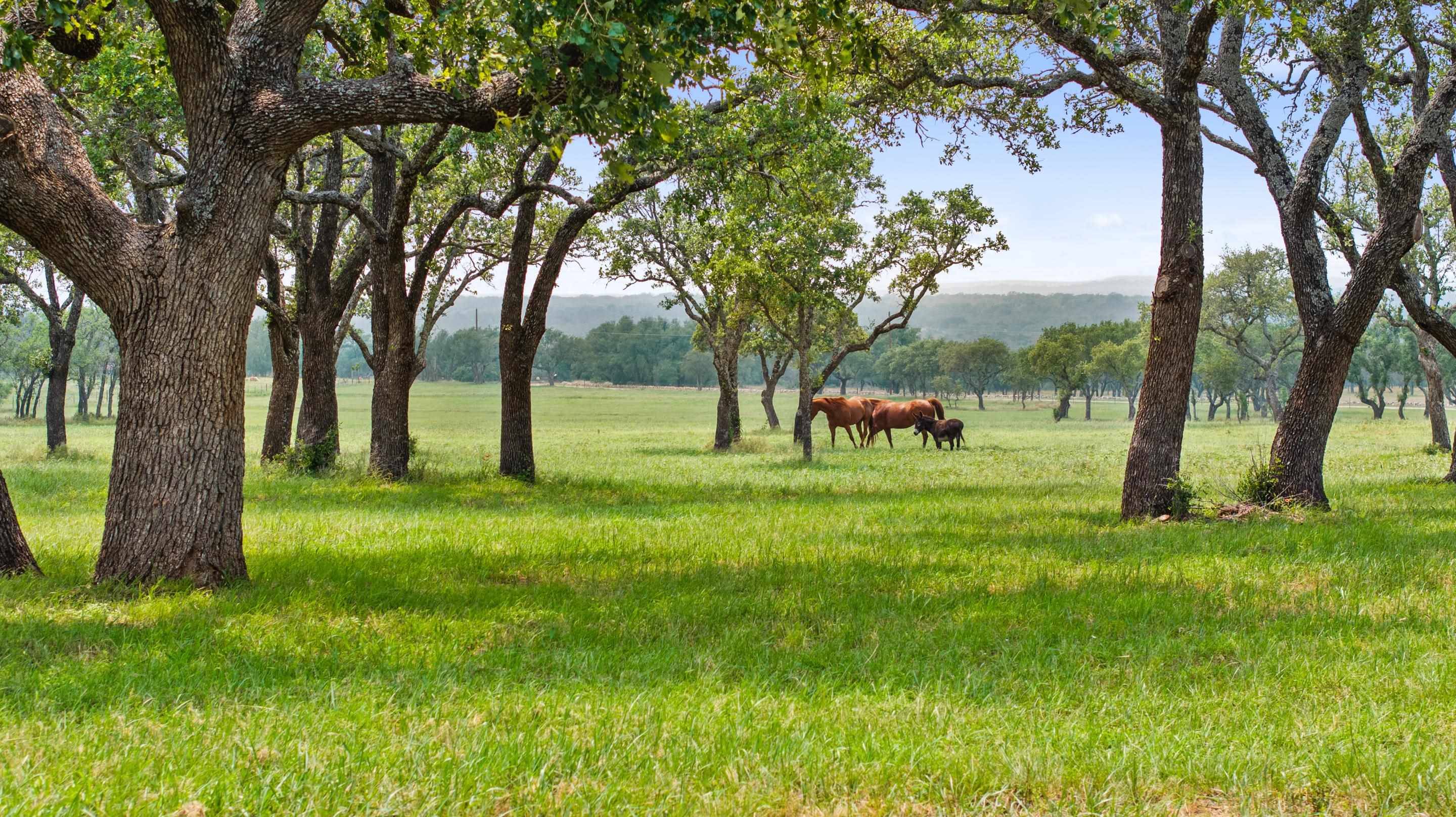 3431 Klett Ranch RD, Johnson City, TX 78636