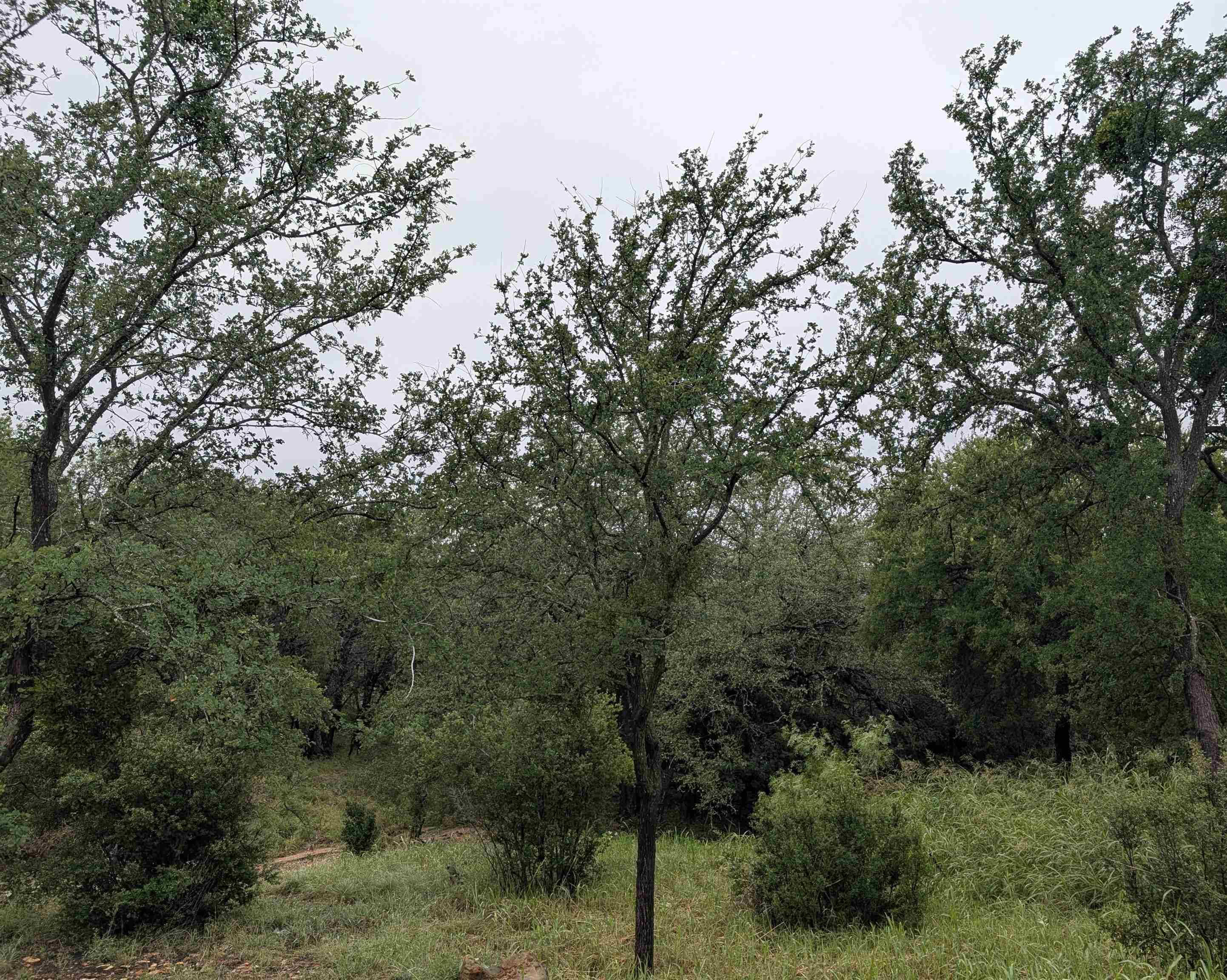 1106 Monterrey Oak Circle, Marble Falls, TX 78654