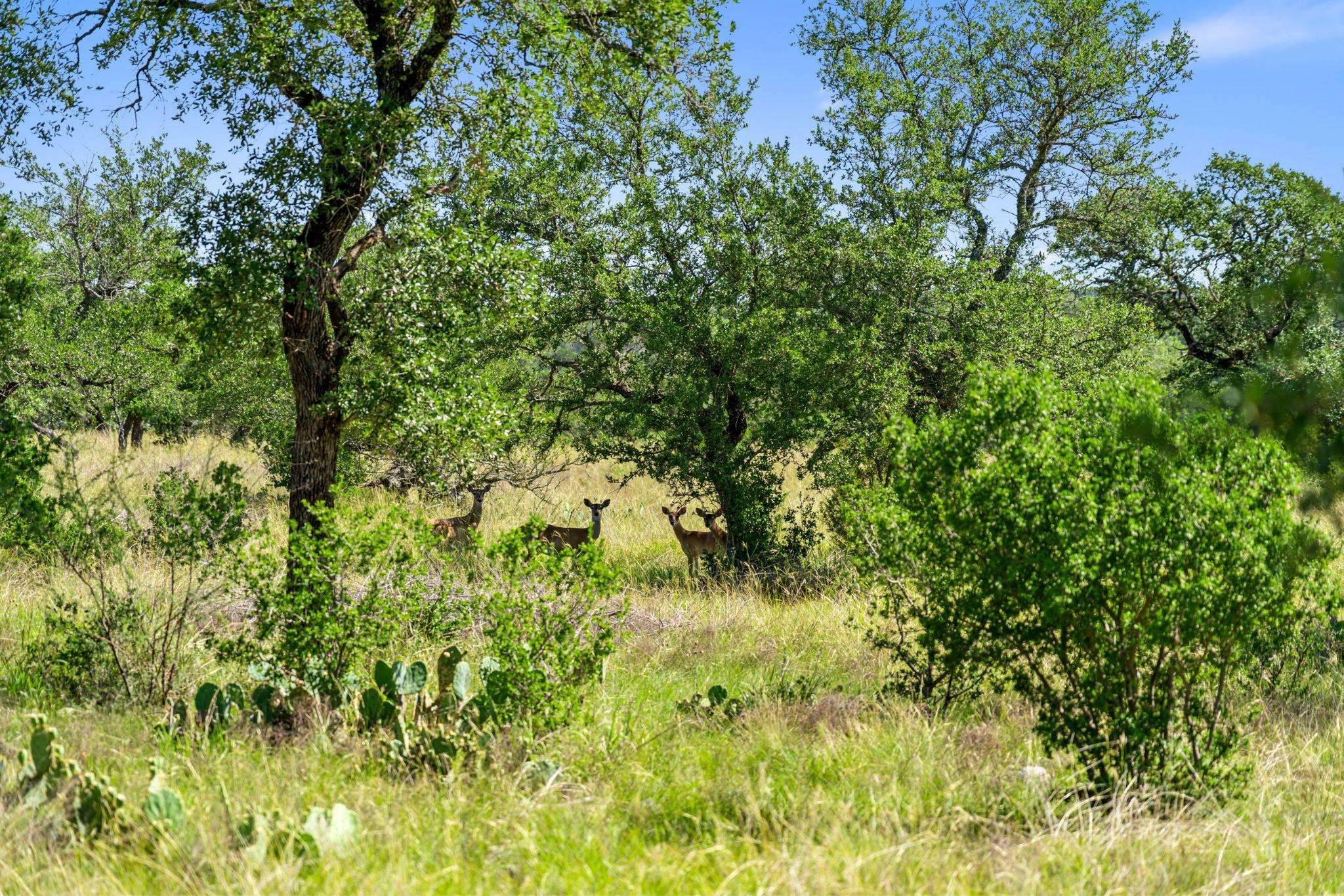 620 Rio Vista RD, Johnson City, TX 78636